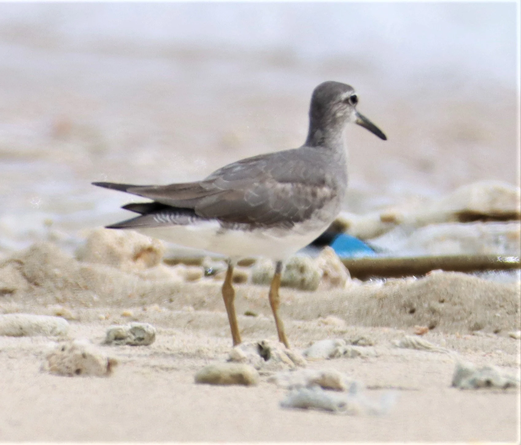 TATTLER - GREY-TAILED TATTLER - Tringa brevipes - LAEM PAKARANG PHANG NGA (5).jpg