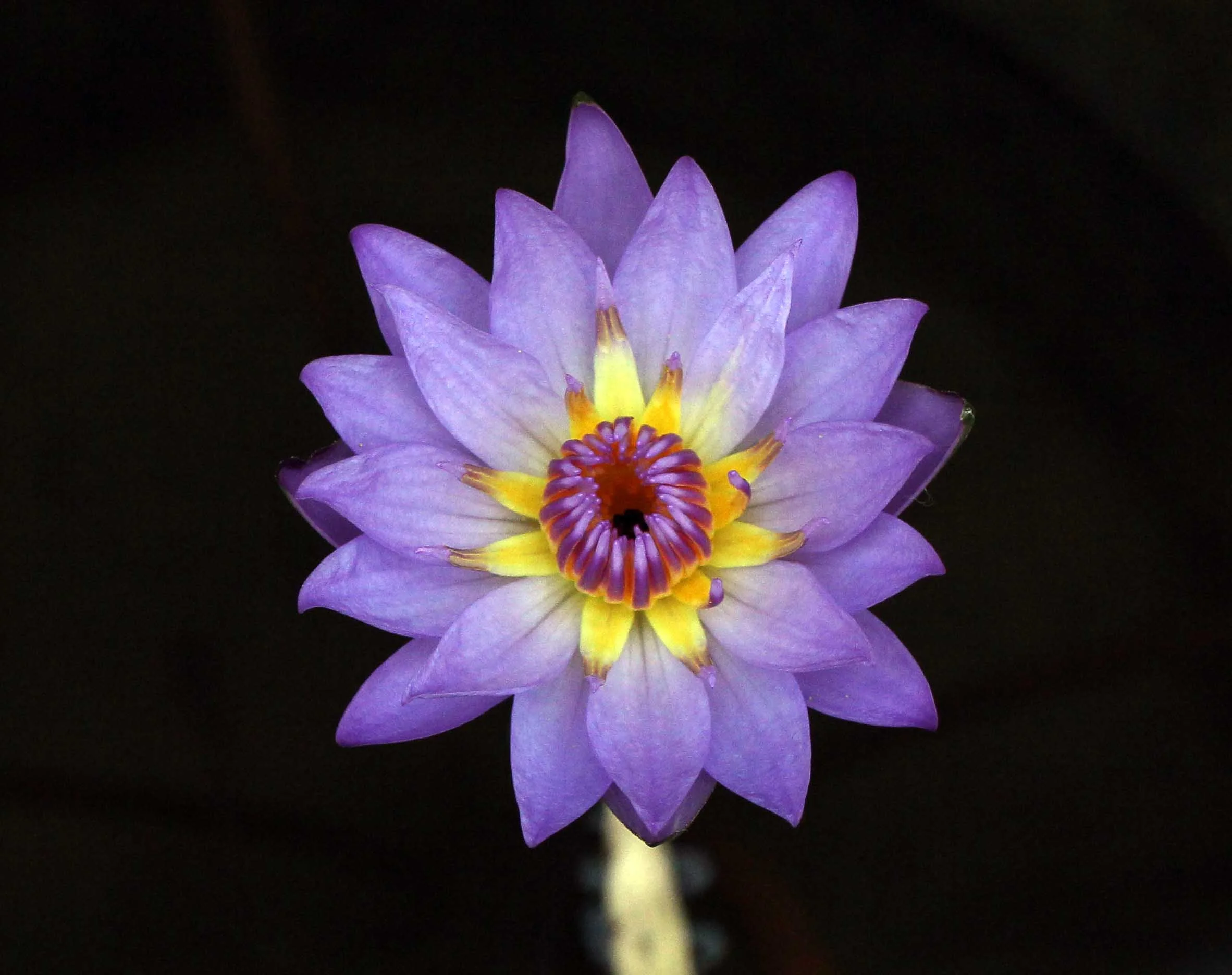 2015 Koh Lanta Songkran with friends from ISB (537).JPG