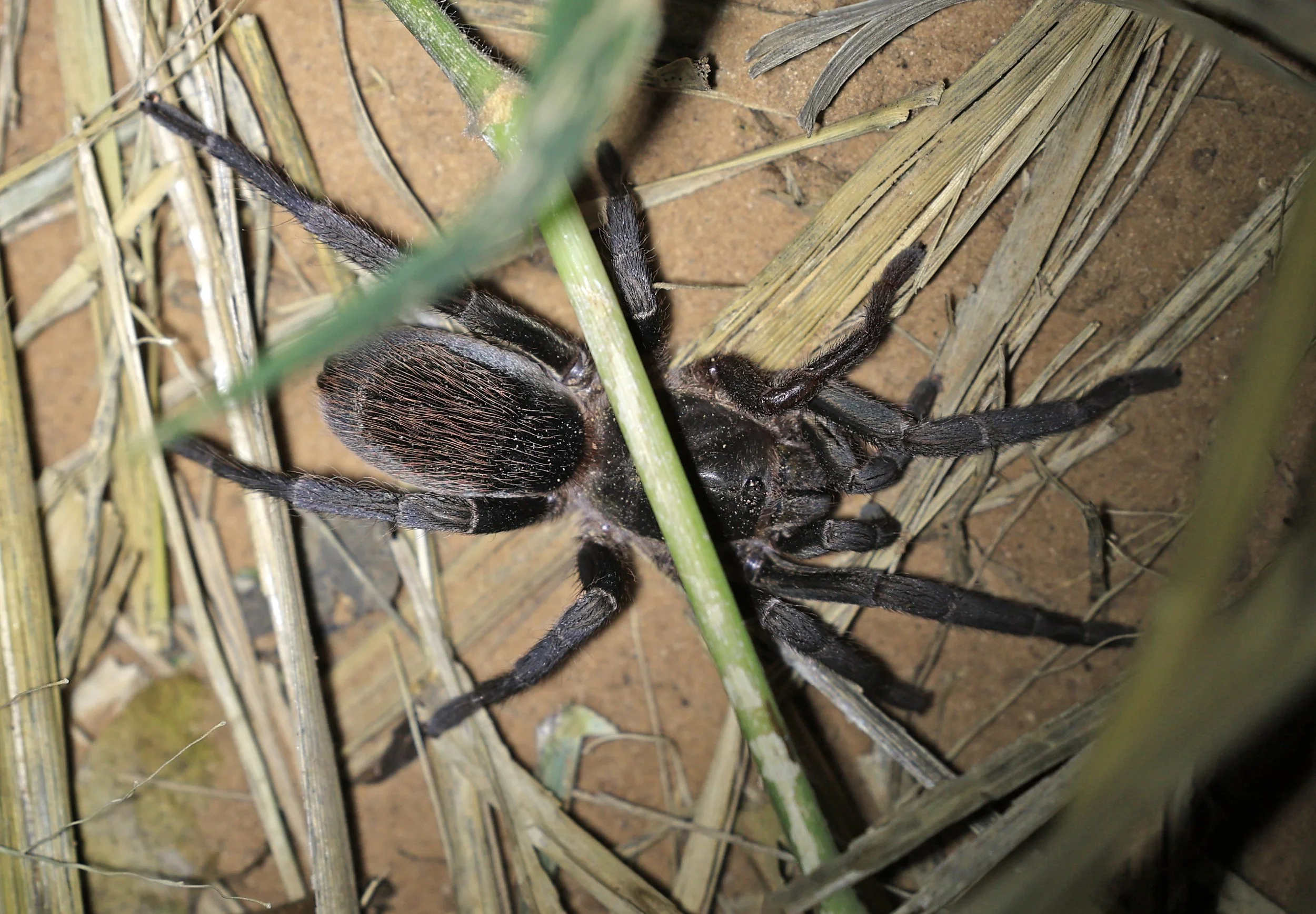Chaco Golden Knee tarantula (Grammostola pulchripes) Agua Dulce Paraguay - confirm ID (11).jpg