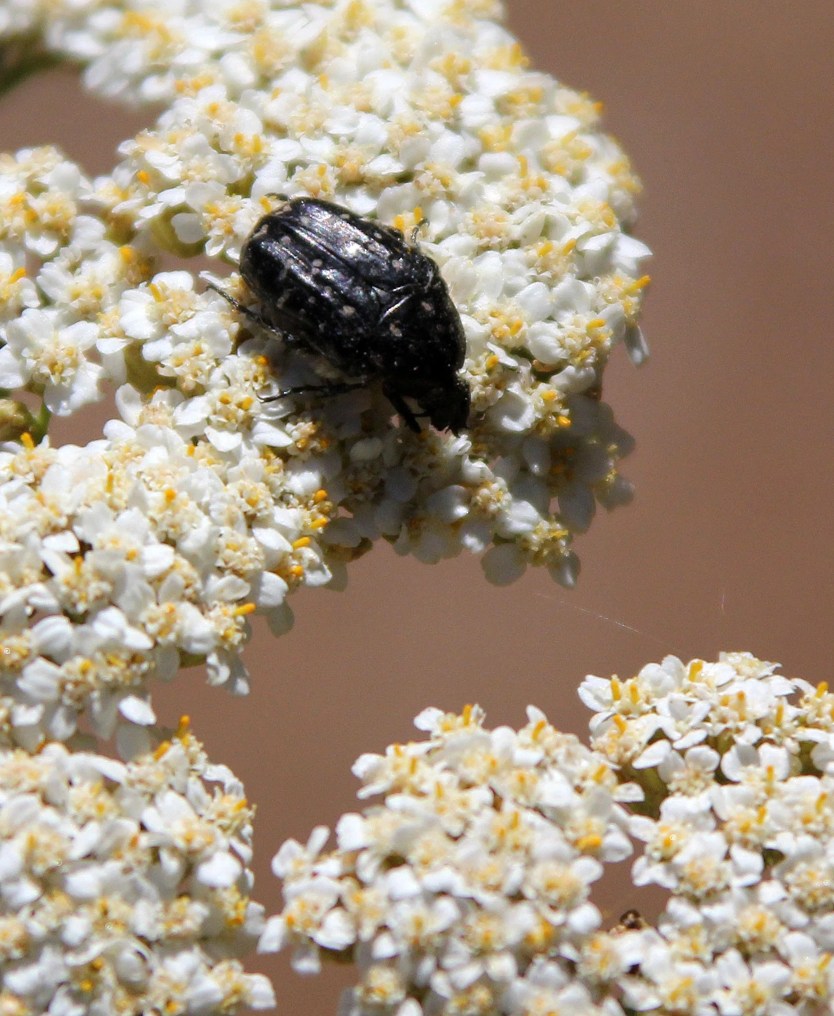 Oxythrea species - Feija NP, Tunisia (2).JPG