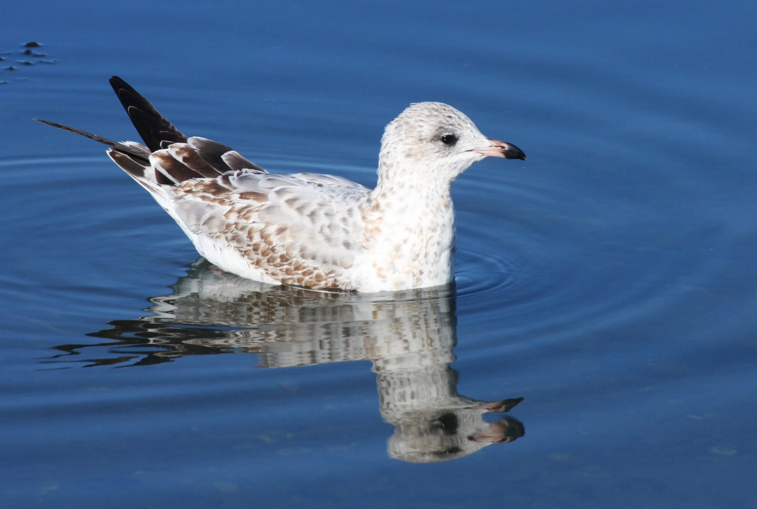 BIRD - GULL - WESTERN GULL - SECOND WINTER FORM - SEQUIM BAY (4).JPG