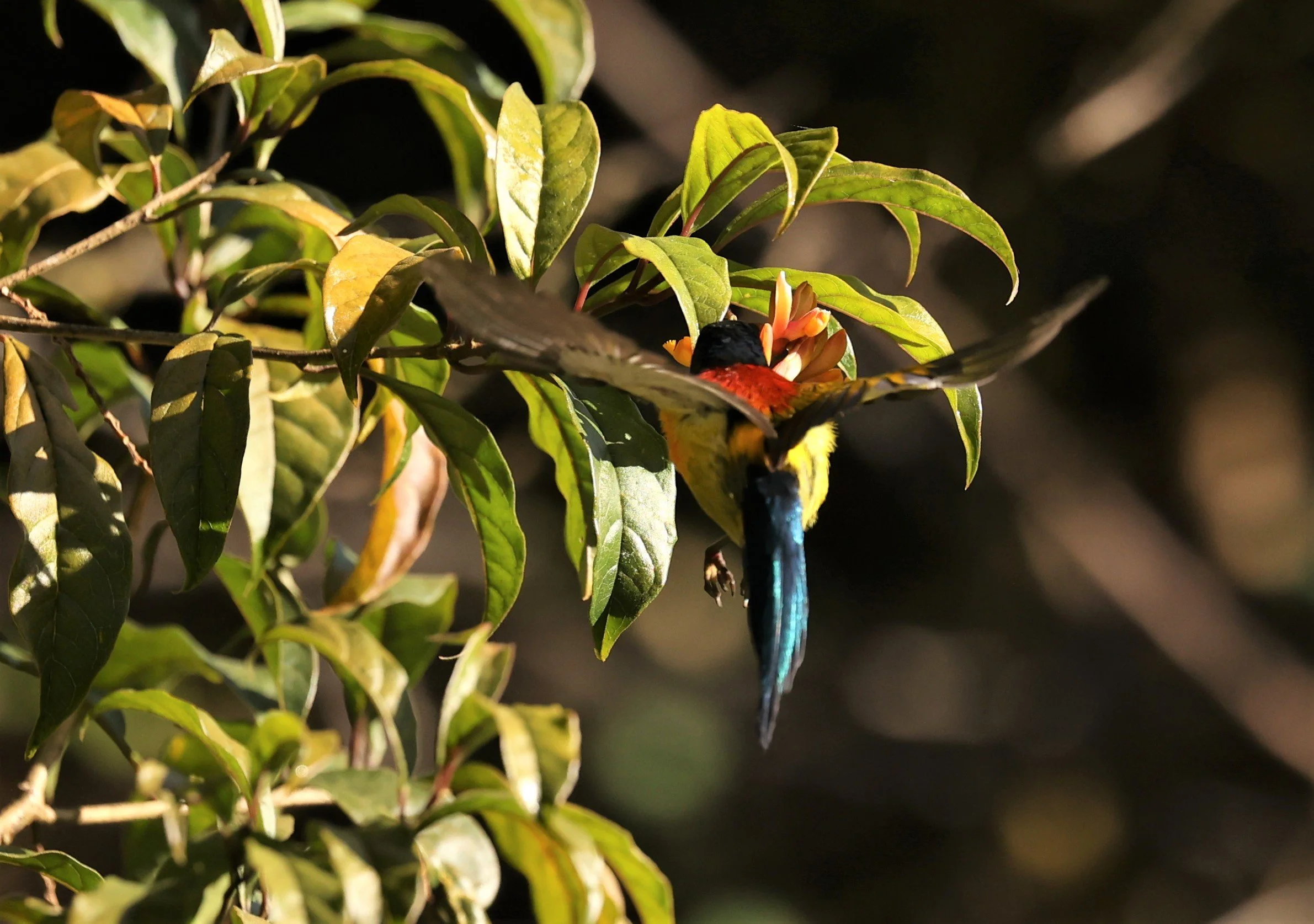 SUNBIRD - DOI INTHANON GREEN-TAILED SUNBIRD - Aethopyga nipalensis angkanensis - DOI INTHANON NP CHIANG MAI, DEC 2021 (19).jpg