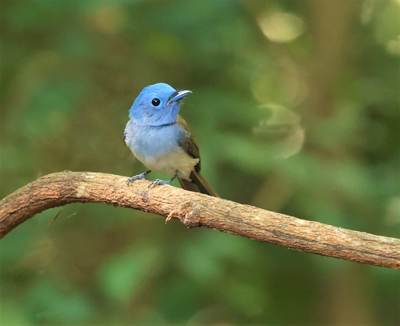 MONARCH - BLACK-NAPED MONARCH - Hypothymis azurea - PETCHABURI PROVINCE - NUY HIDE NEAR KAENG KRACHAN JAN 2022 (1).jpg