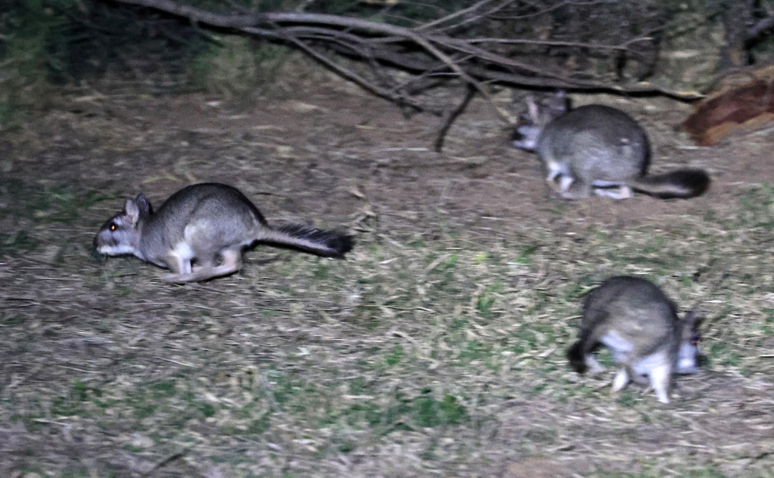Plains Vizcacha (Lagostomus maximus) Reserva Natural Canada el Carmen, Paraguay  (4).jpg