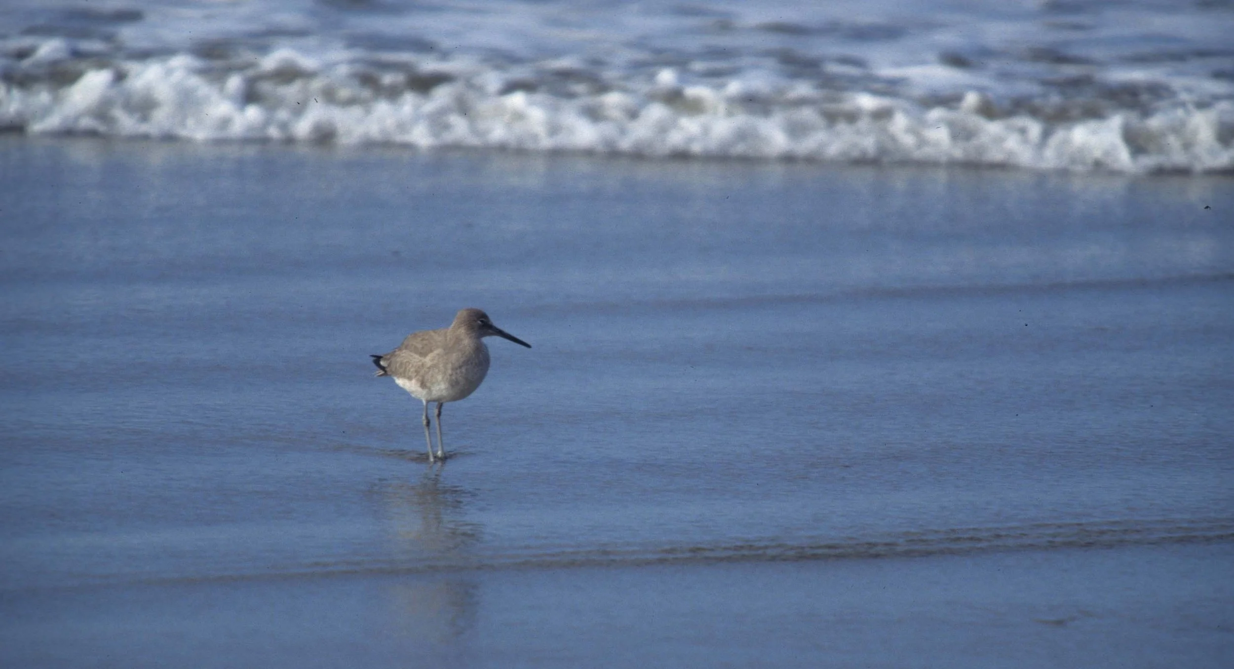 BIRD - WILLET IN SURF - POINT REYES.jpg
