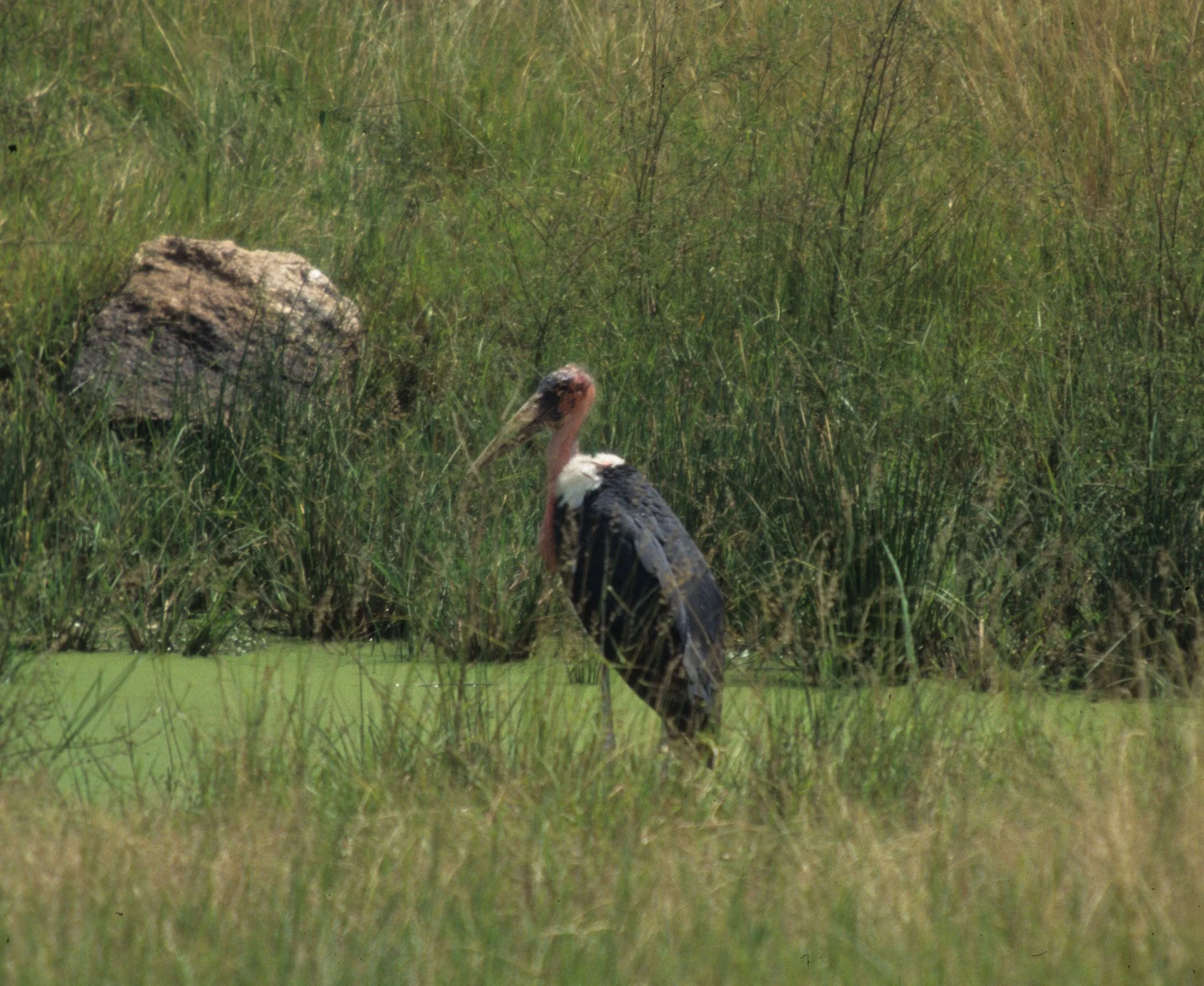 STORK - MARABOU STORK - Leptoptilos crumenifer - SAMBURU NATIONAL PARK KENYA (9).jpg