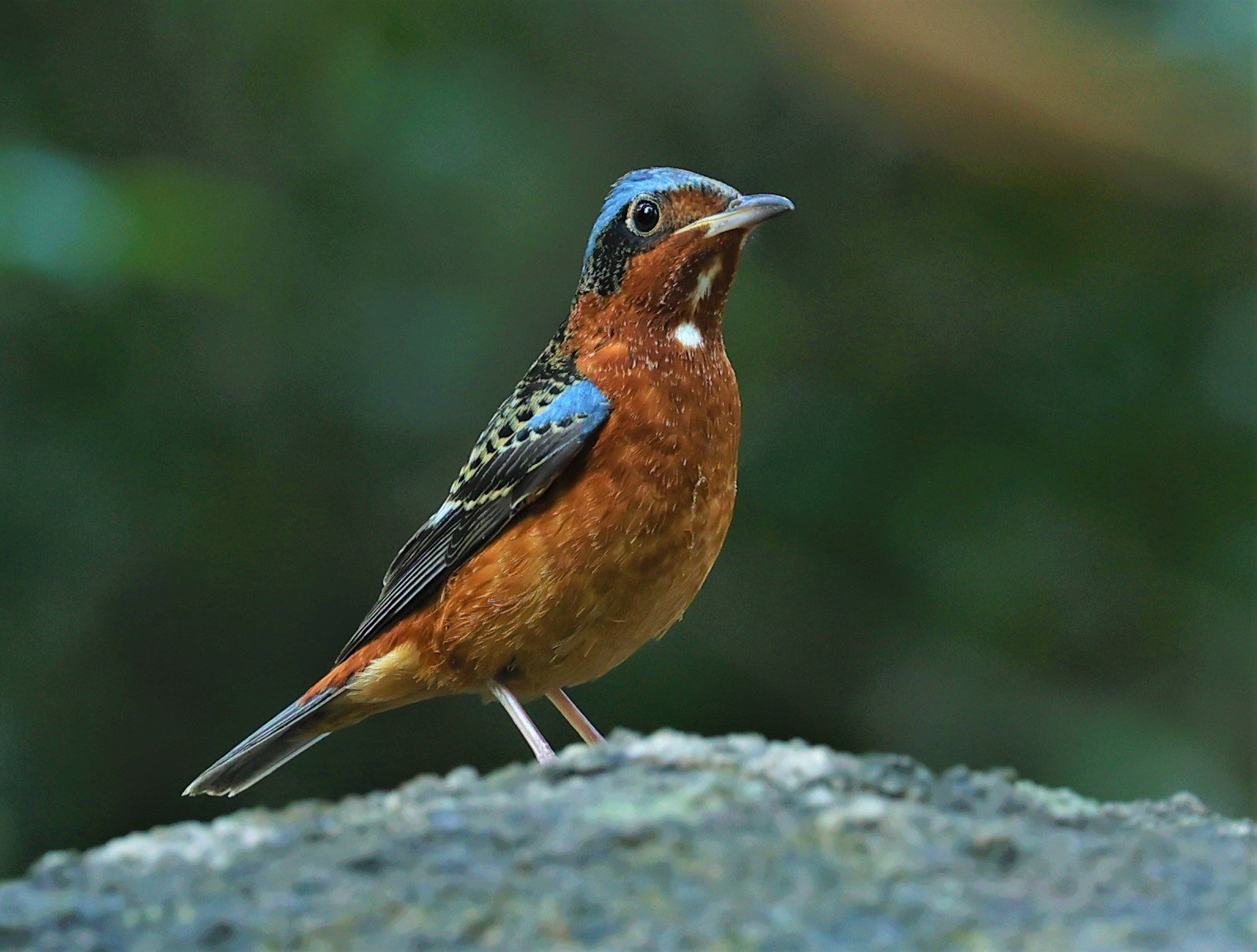 ROCK-THRUSH - WHITE-THROATED ROCK-THRUSH - Monticola gularis - WAT THAM PRATHUM CHONBURI JAN 30 2022 (115).jpg