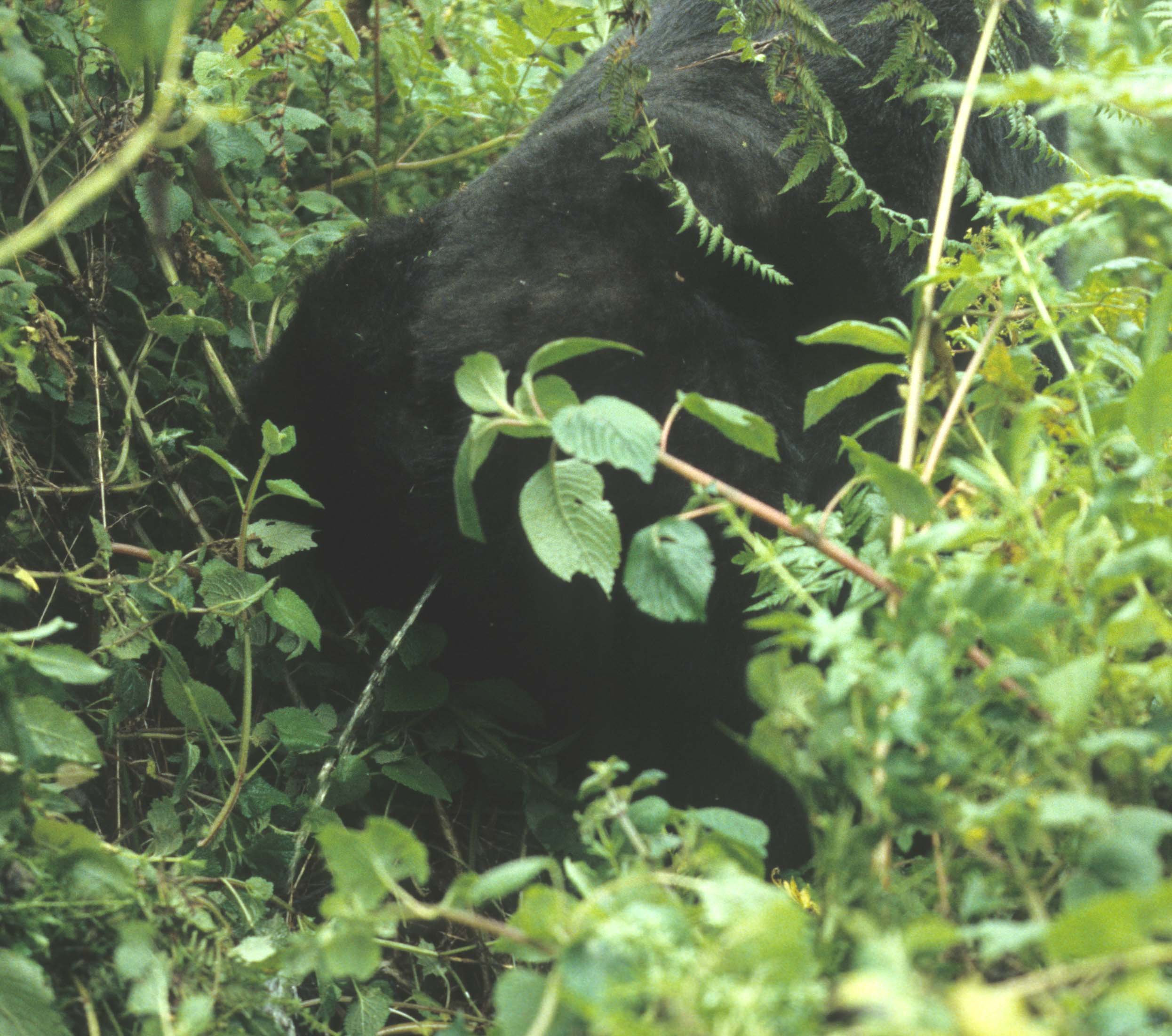 PRIMATE - GORILLA-RWANDA PARC DU VULCANS (12).jpg