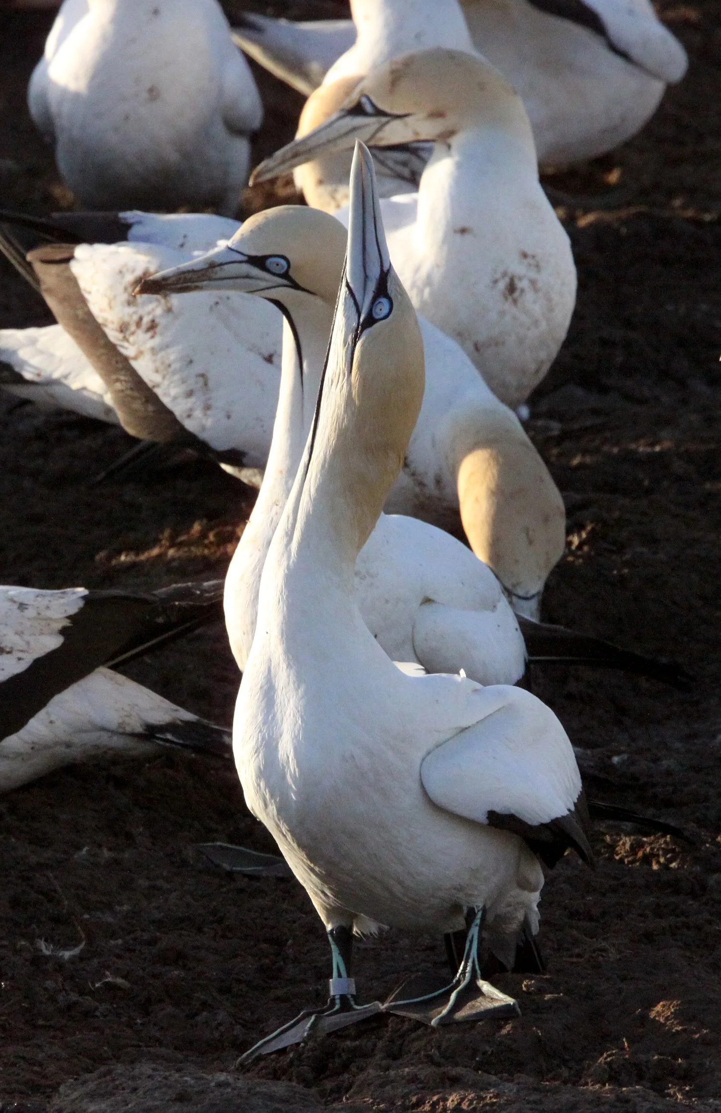 Cape gannet (Morus capensis) Lambert's Bay South Africa (68).JPG
