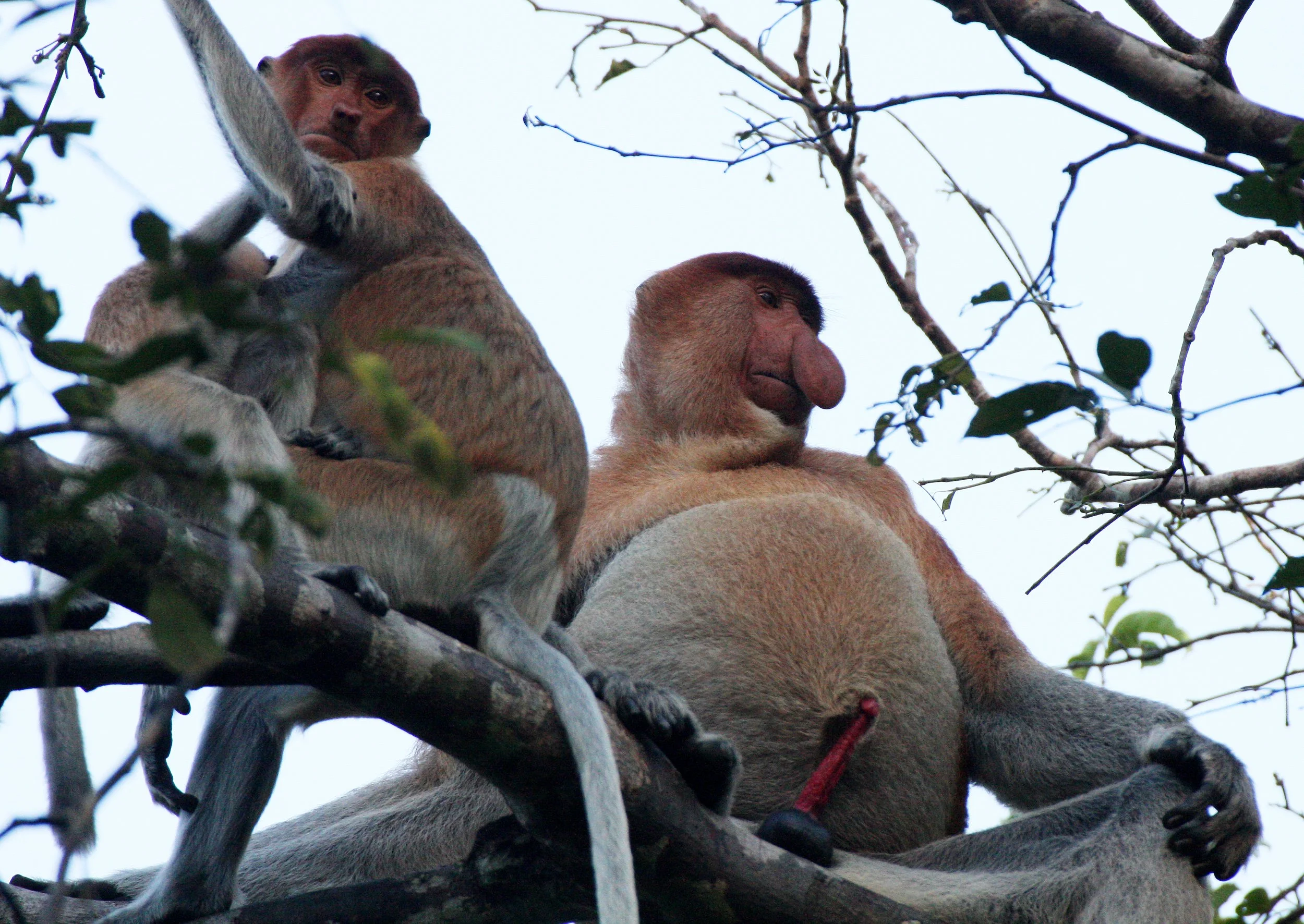 CERCOPITHECIDAE - Nasalis larvatus -PROBOSCIS MONKEY TROOP - KINABATANGAN RIVER BORNEO  (47).JPG