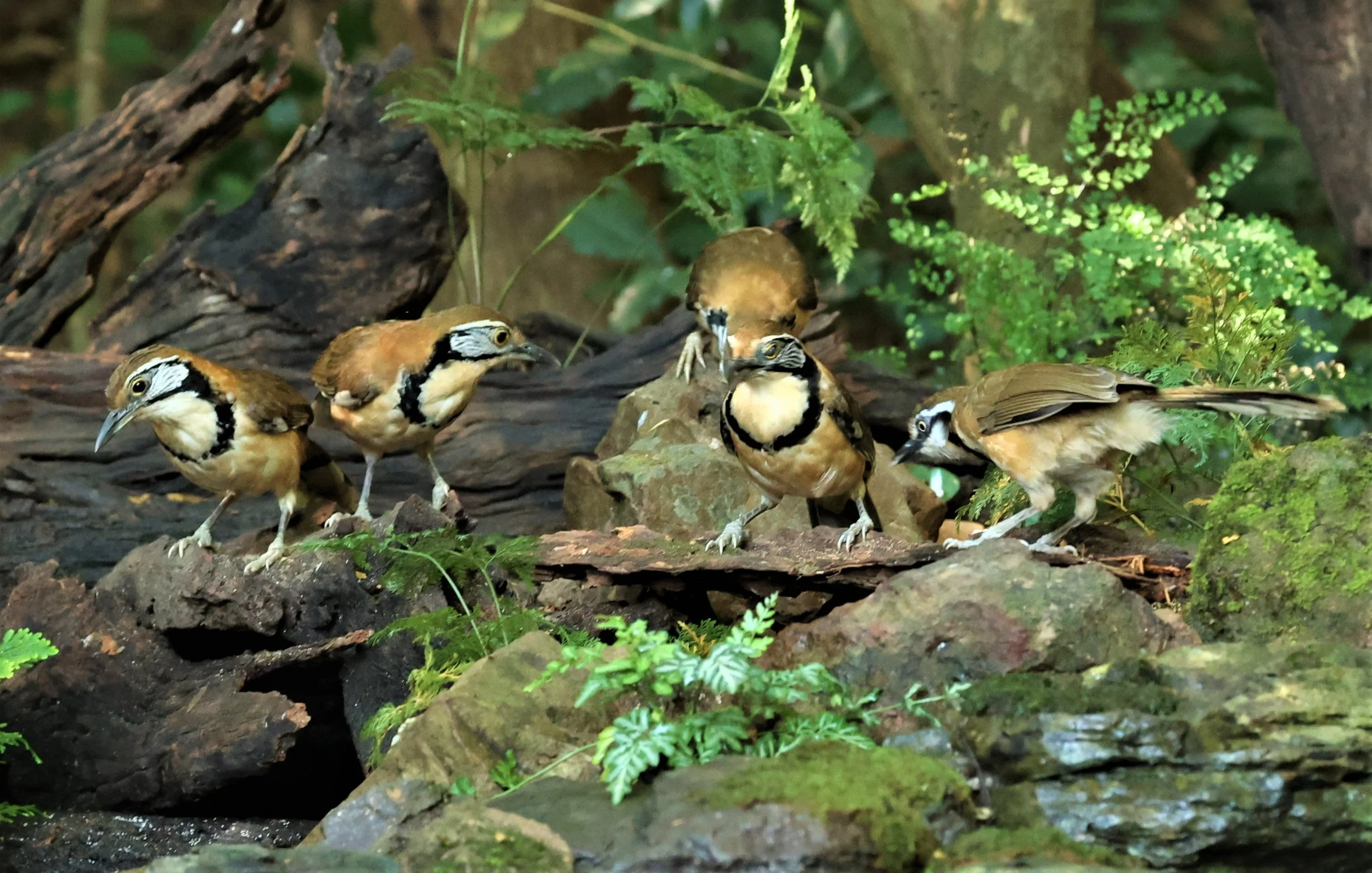 LAUGHINGTHRUSH - GREATER NECKLACED LAUGHINGTHRUSH - Garrulax pectoralis - PETCHABURI PROVINCE - NUY HIDE NEAR KAENG KRACHAN JAN 2022 (6).jpg