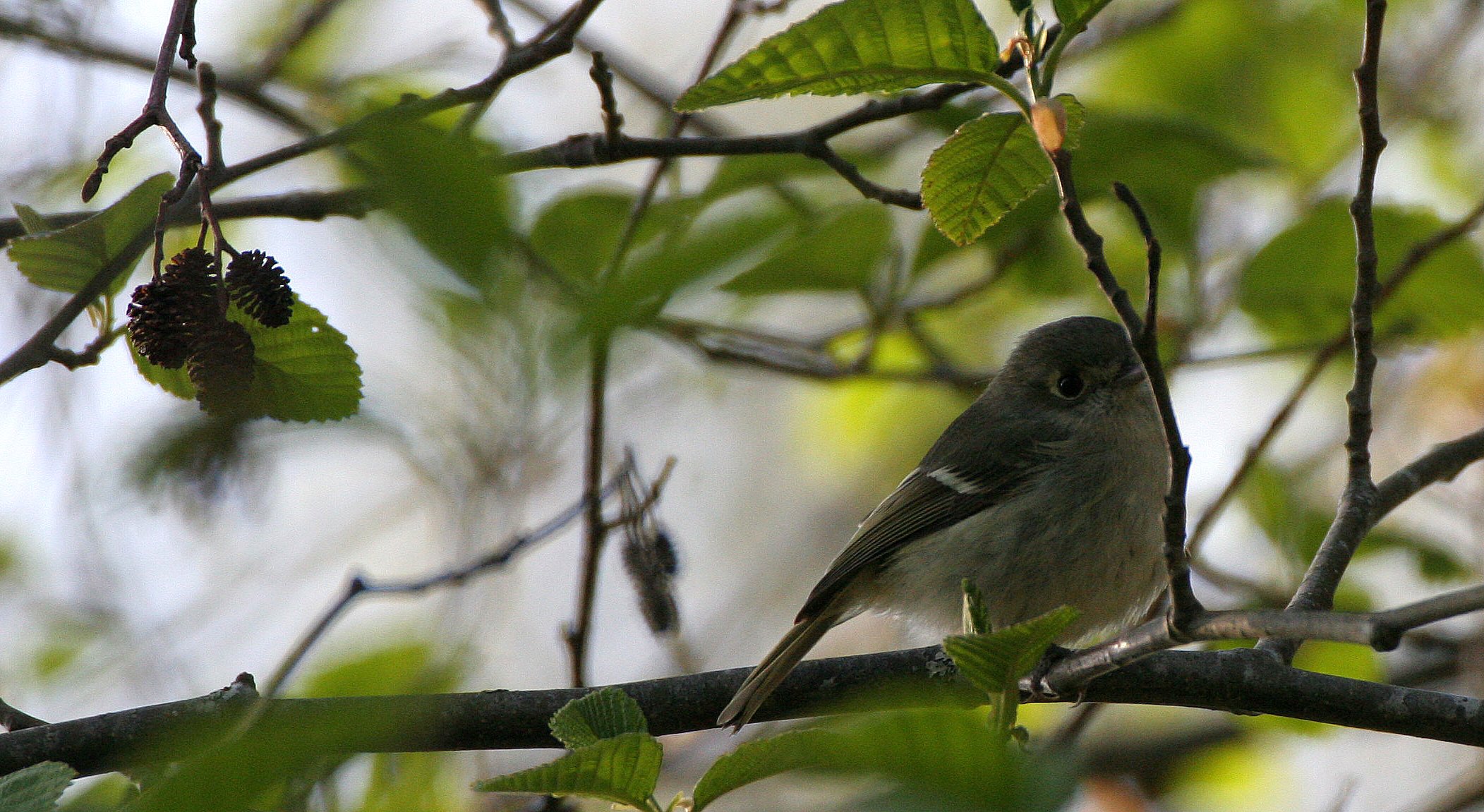 BIRD - VIREO - HUTTON'S VIREO - LAKE FARM WOODS TRAILS (10).JPG