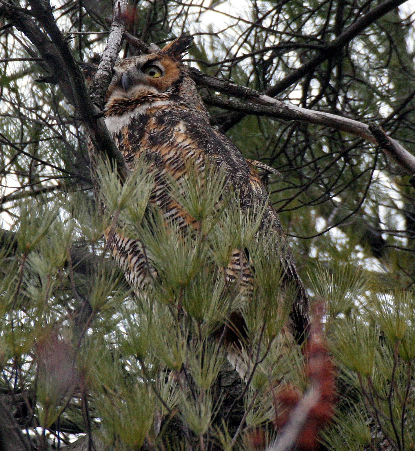 Bubo virginianus - GREAT-HORNED OWL - GENEVA COURTHOUSE ILLINOIS (54).JPG