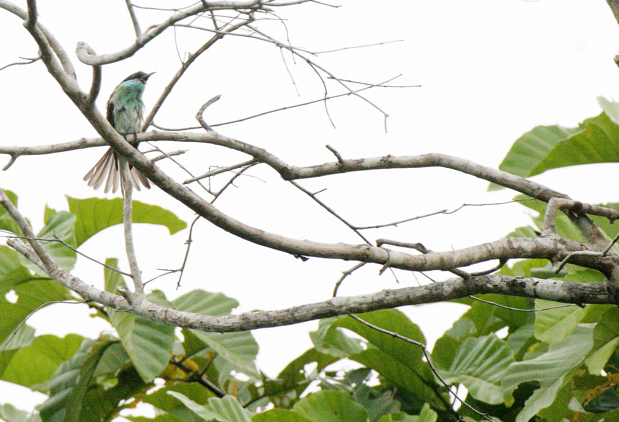 BIRD - BEE-EATER - BLUE-THROATED BEE-EATER - KINABATANGAN RIVER BORNEO (11).JPG