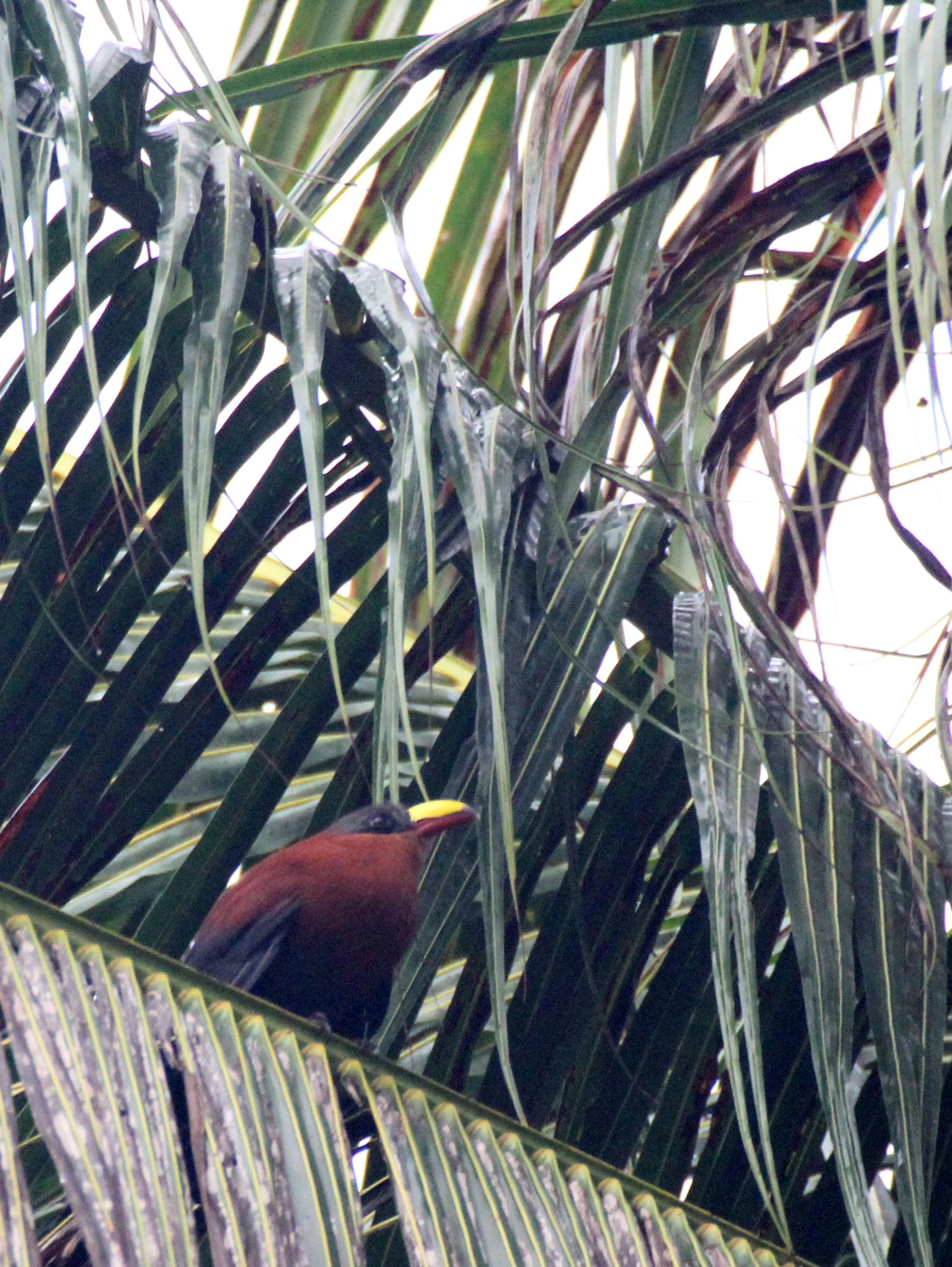 Yellow-billed Malkoha (Rhamphococcyx calyorhynchus) Sulawesi NP Indonesia (2).JPG