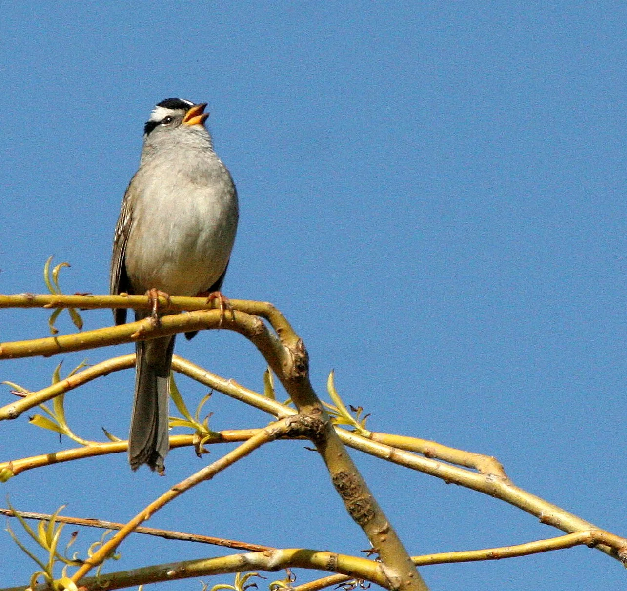 White-crowned Sparrow (Zonotrichia leucophrys) Lake Farm Woods Olympic Peninsula Washington (14).JPG