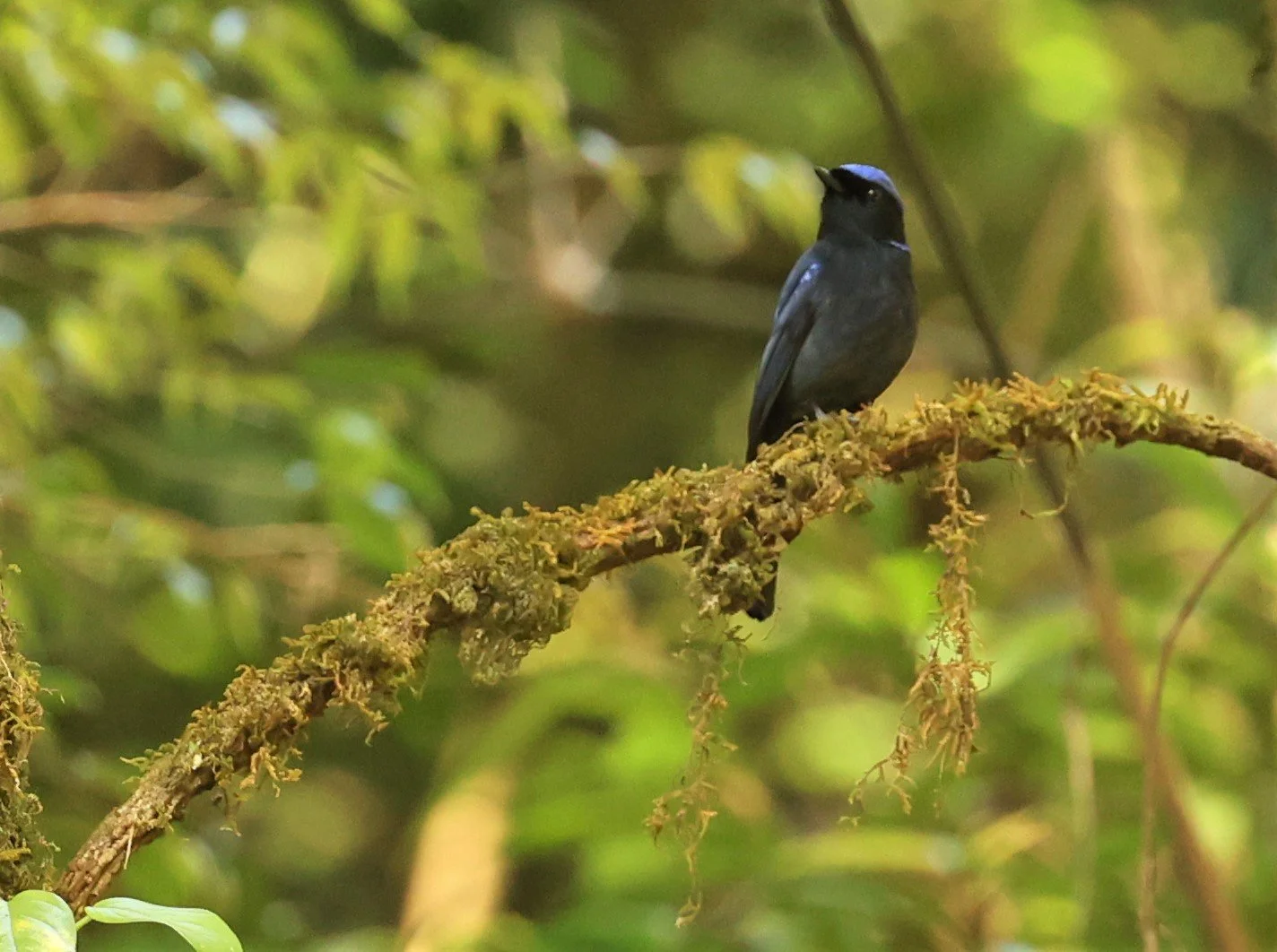 NILTAVA - LARGE NILTAVA - Niltava grandis - DOI LANG EAST DOI PHA HOM POK NP, DECEMBER 2021 (14).jpg