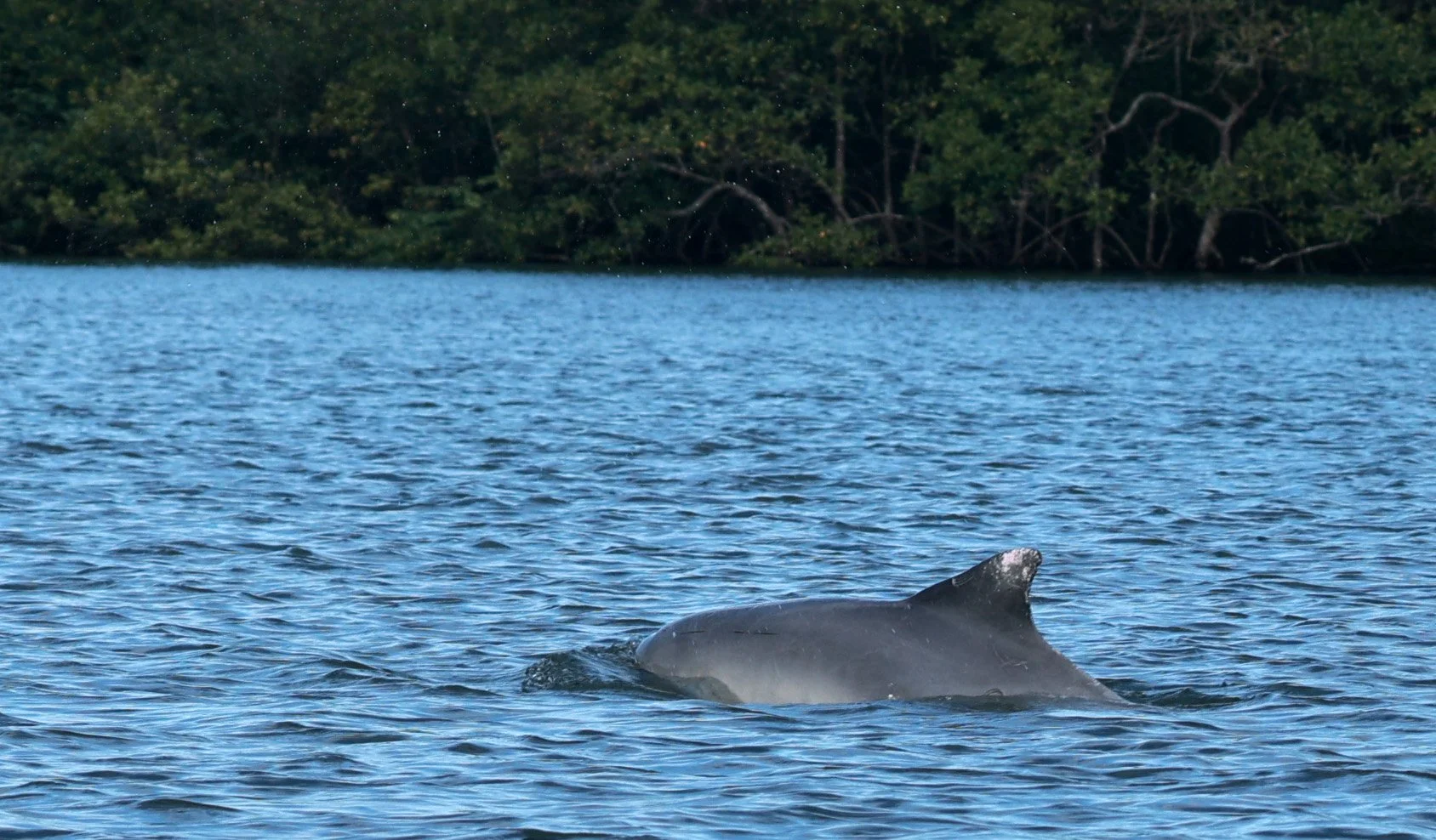 Guiana Dolphin (Sotalia guianensis) Superagüi National Park, Brazil (40).jpg