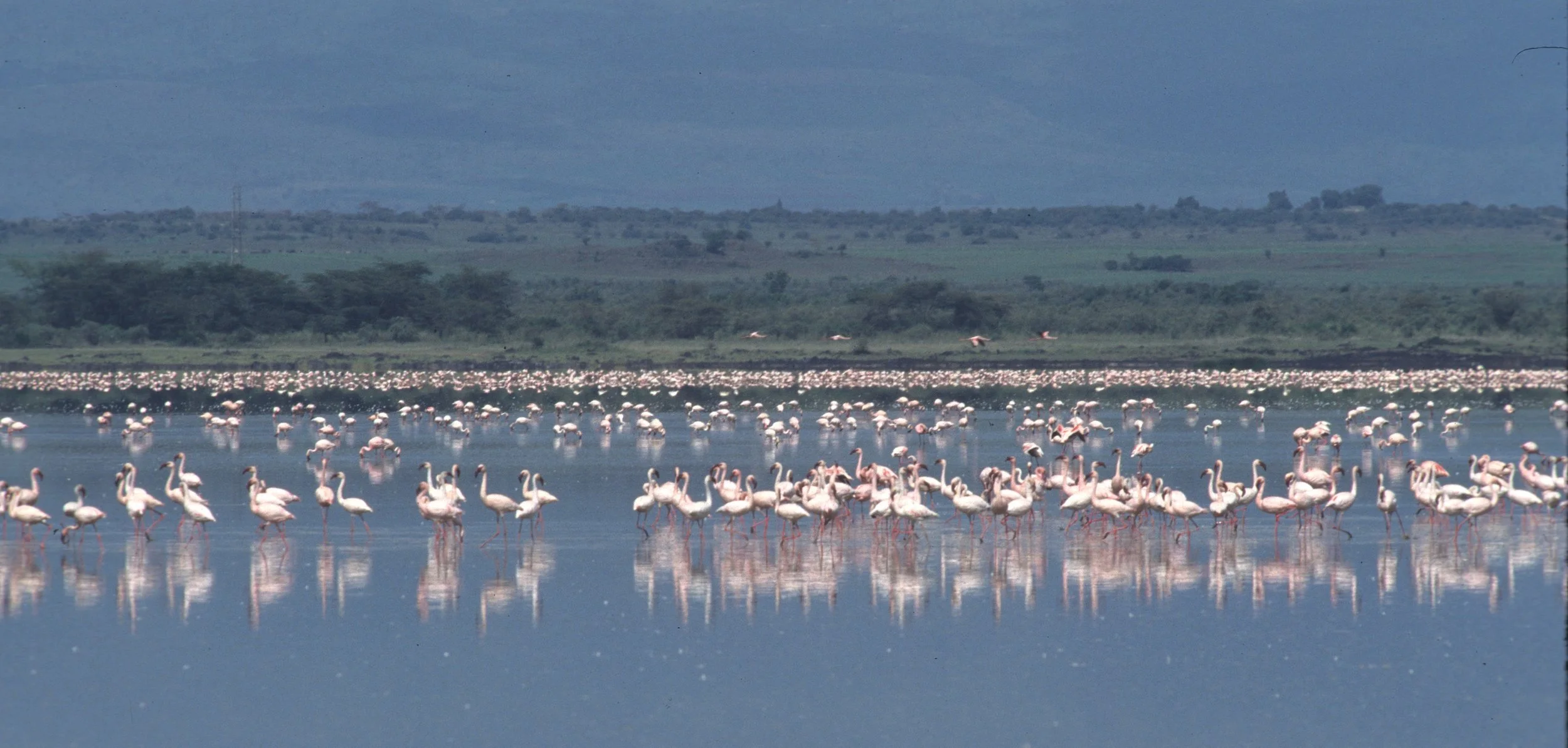 BIRDS - FLAMINGOS - ELEMENTAITA.jpg