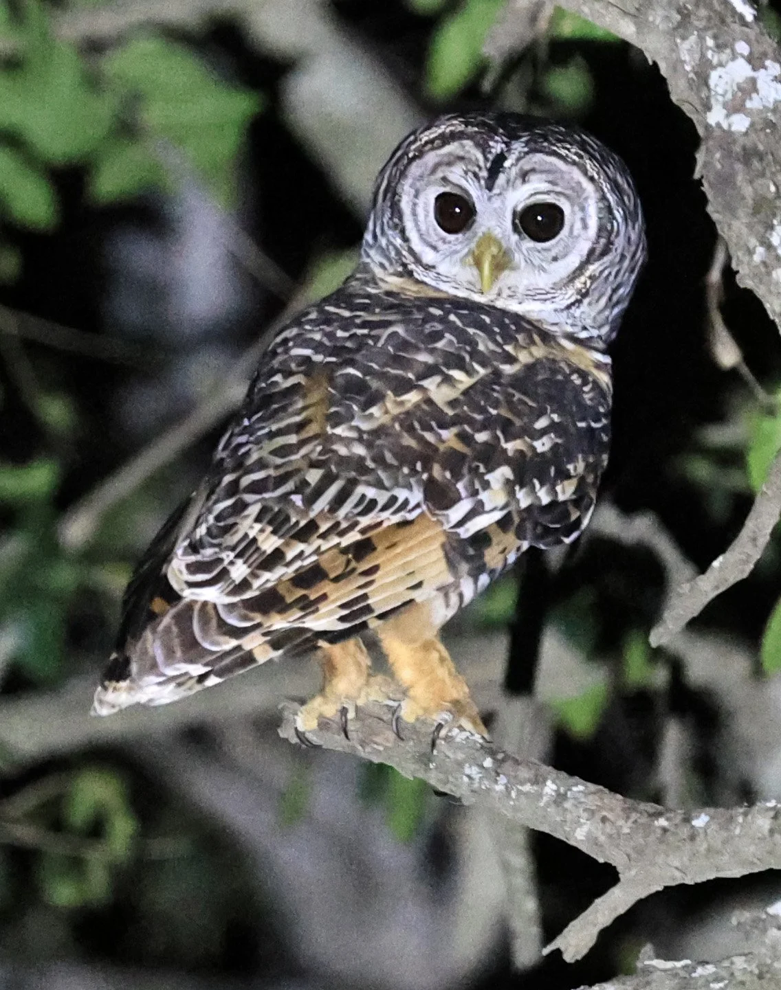 Chaco Owl (Strix chacoensis)
