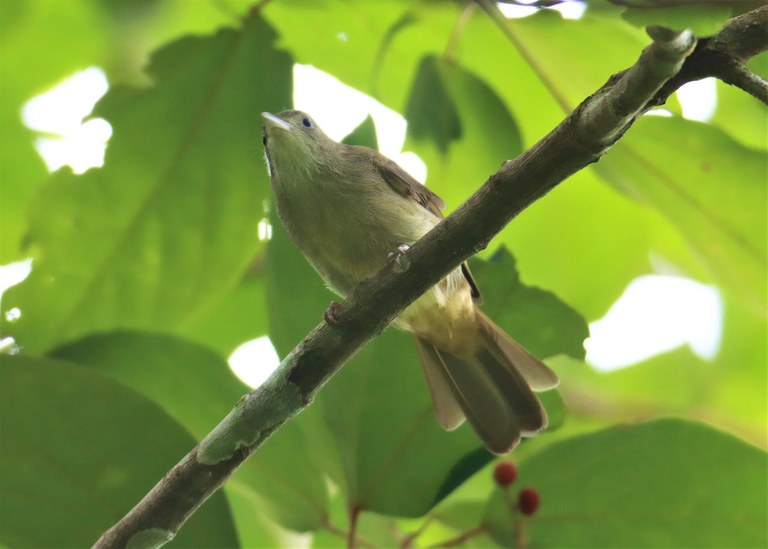 BULBUL - BUFF-VENTED BULBUL - Iole crypta - Sa Nang Manora Forest Park PHANG NGA PROVINCE (16).jpg