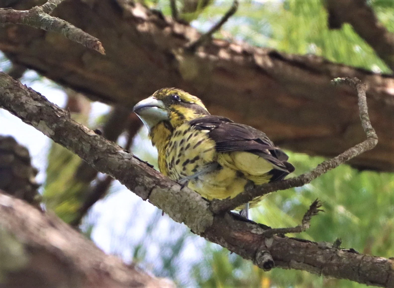 Spot-winged Grosbeak (Mycerobas melanozanthos) Doi Ang Kang, Chiang Mai Thailand (20).jpg