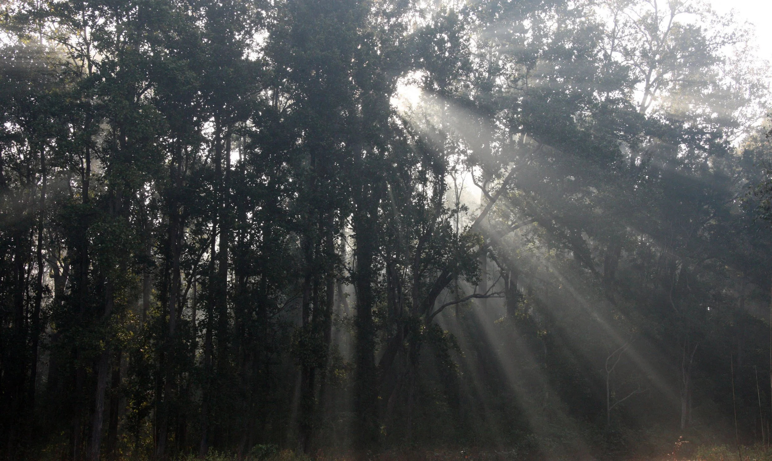 MADHYA PRADESH - KANHA NATIONAL PARK MADHYA PRADESH INDIA (19).JPG