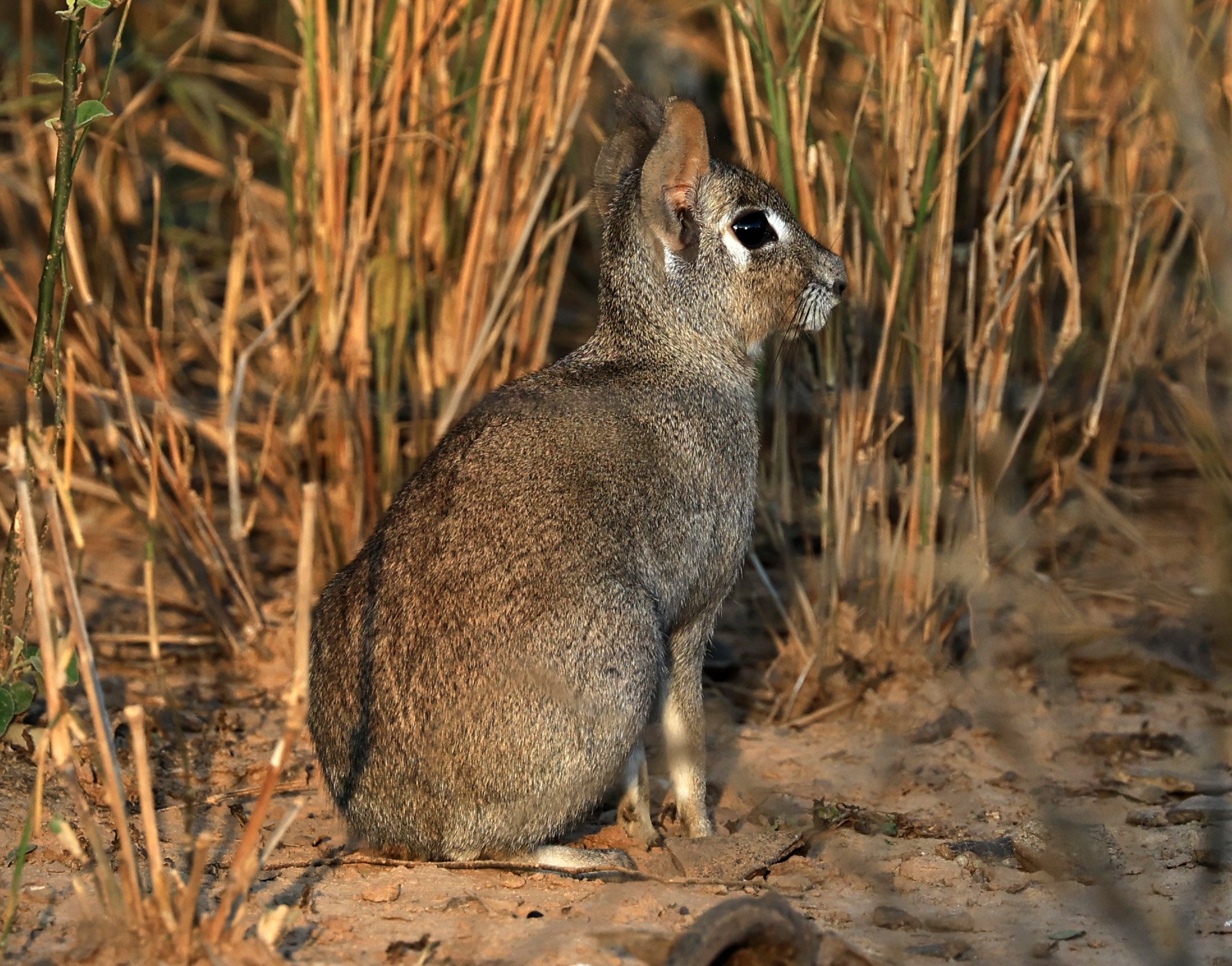 Chacoan Mara (Dolichotis salinicola) Aurora Chaquena Reserve, Neuland Mennonite Colony Paraguay (22).jpg