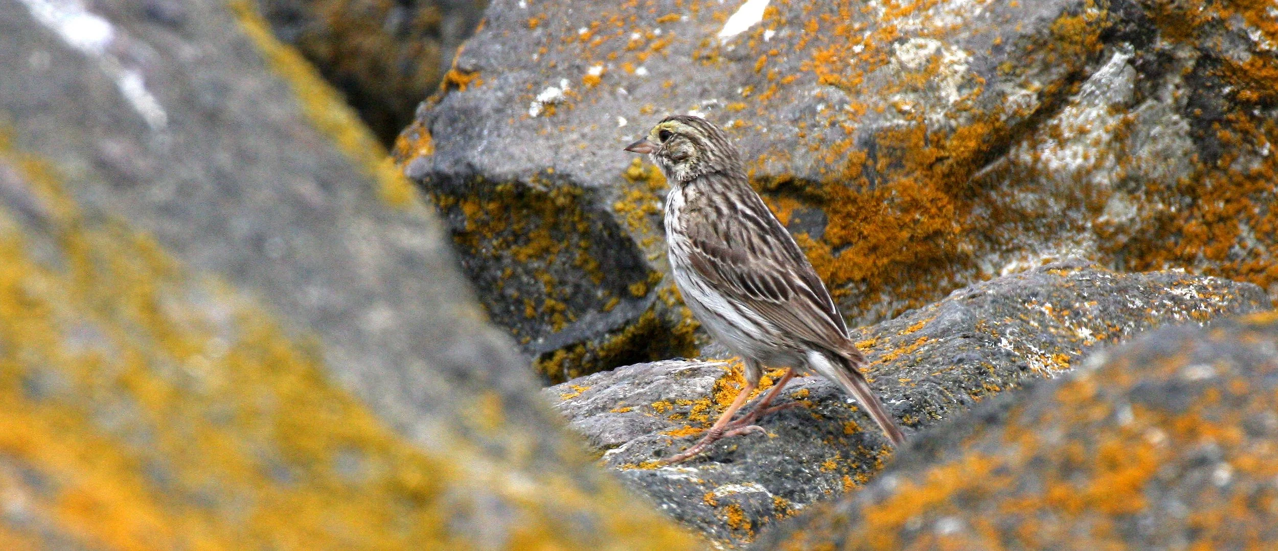 Savannah Sparrow (Passerculus sandwichensis) Cline Spit Sequim Washington (5).JPG