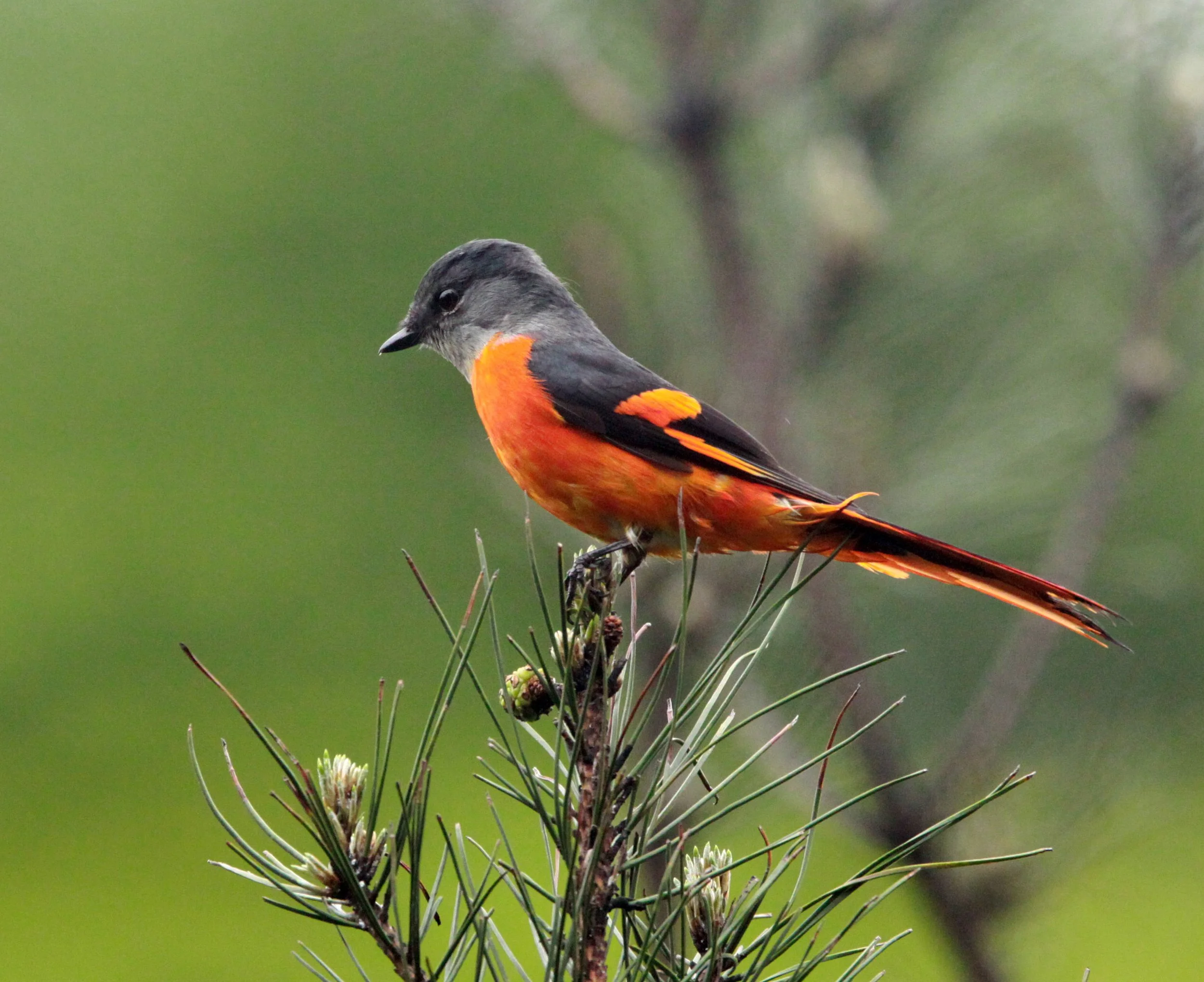 Gray-chinned Minivet (Pericrocotus solaris) Anhui Province China (8).JPG