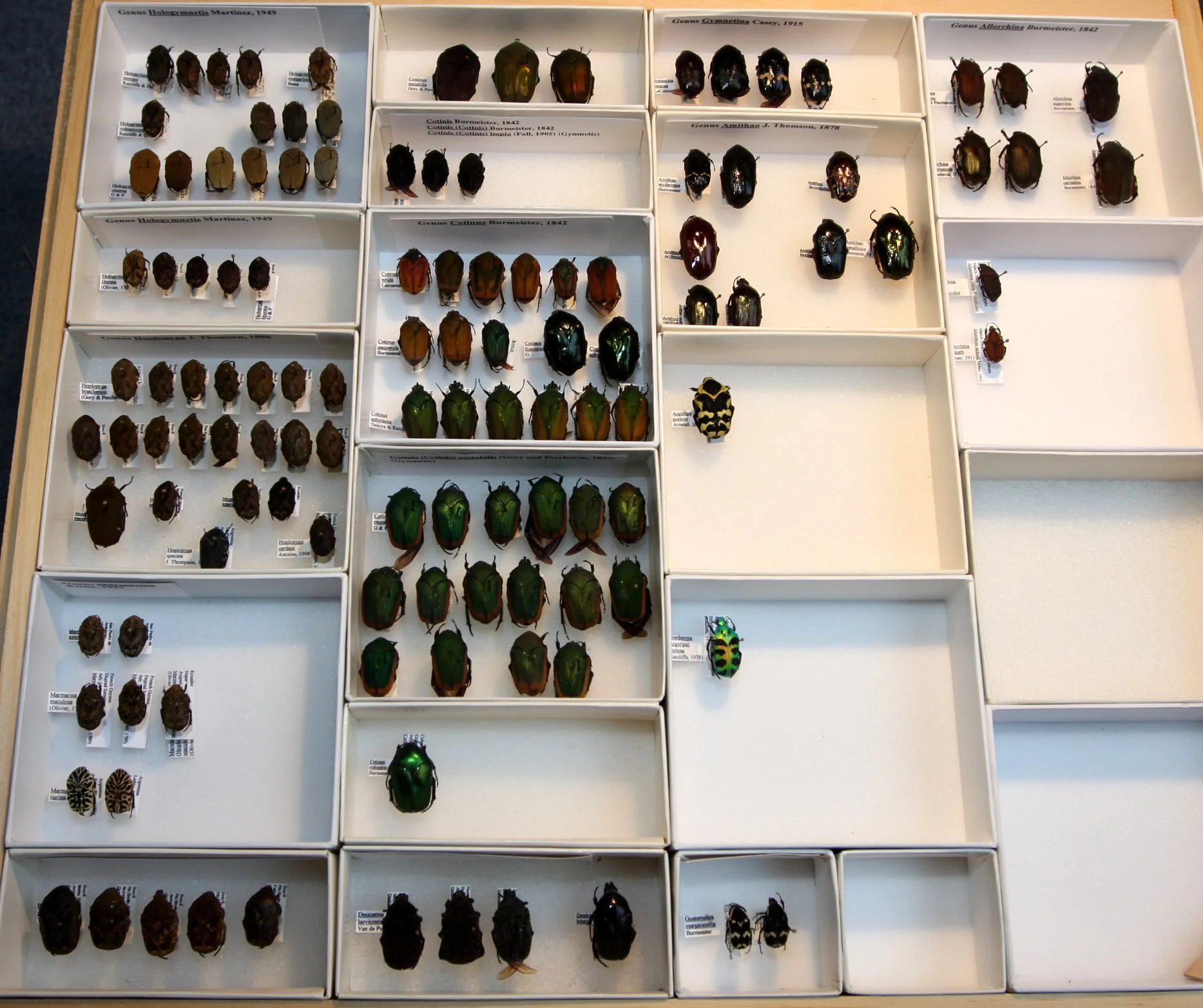 Cetoniinae 32 – Gymnetina – Cotinus and misc.JPG