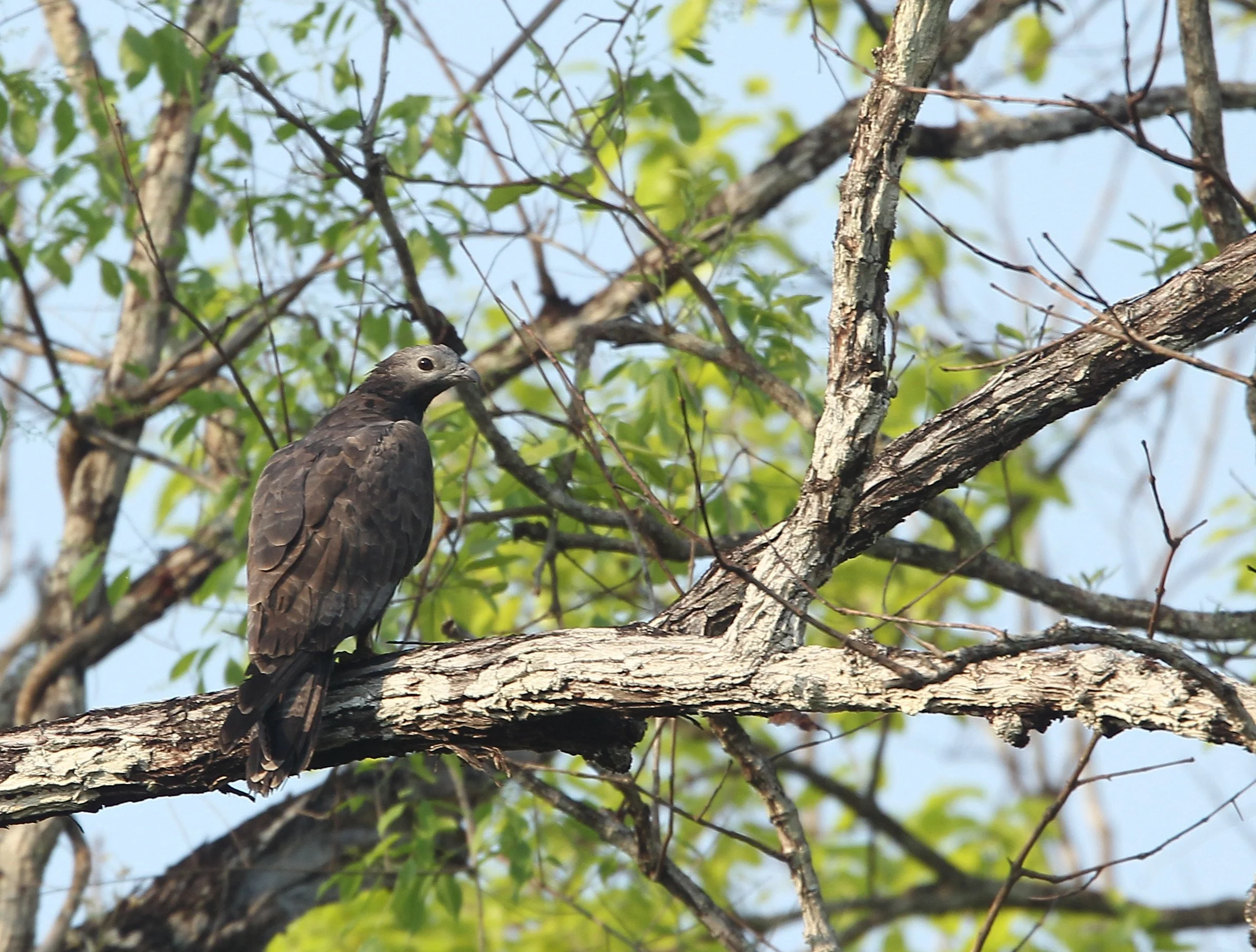 Oriental honey buzzard (Pernis ptilorhynchus) in HKK