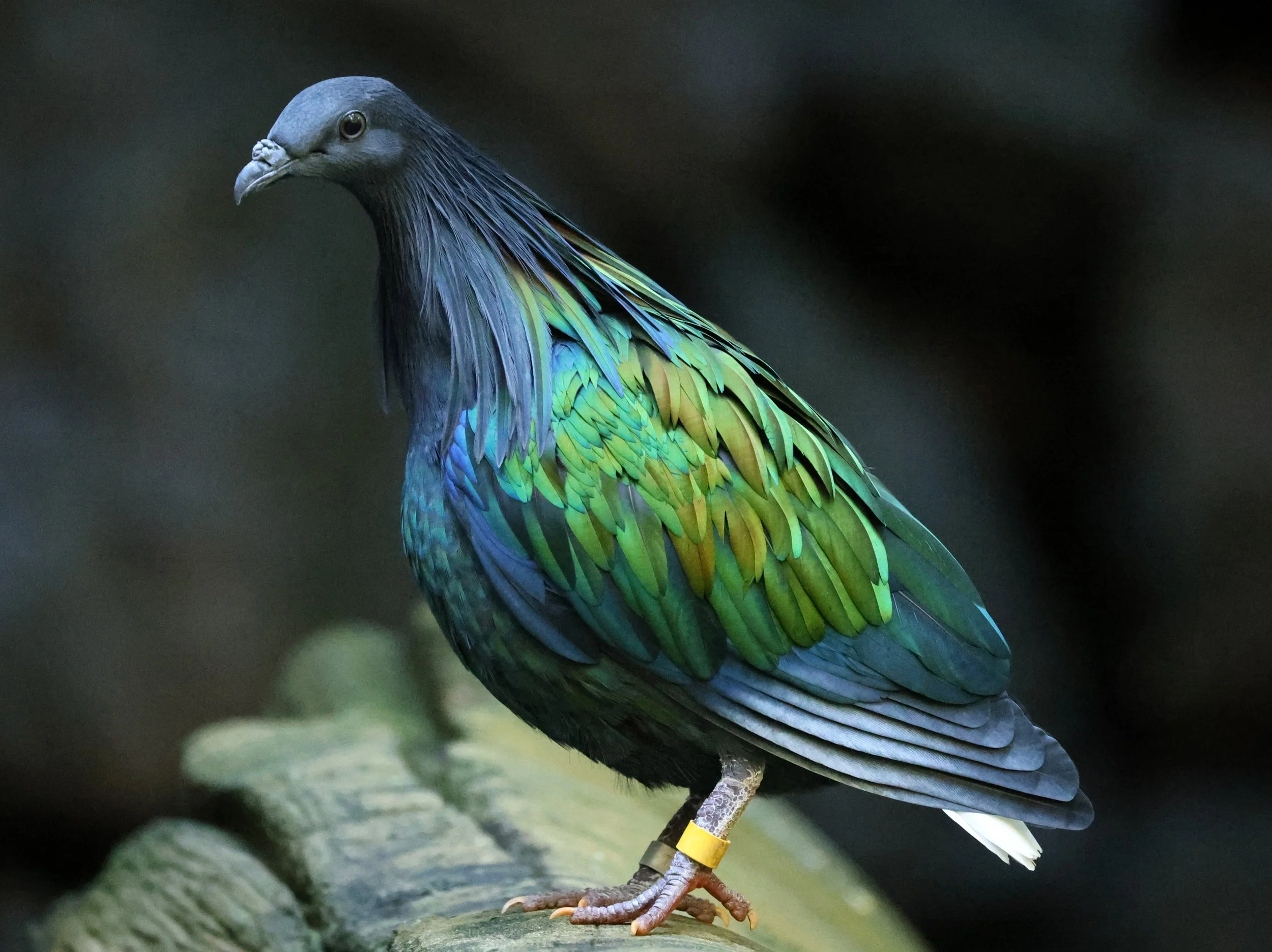 Nicobar Pigeon (Caloenas nicobarica) Koala Trail Road and Locations South of Brisbane - Queensland (5).jpg