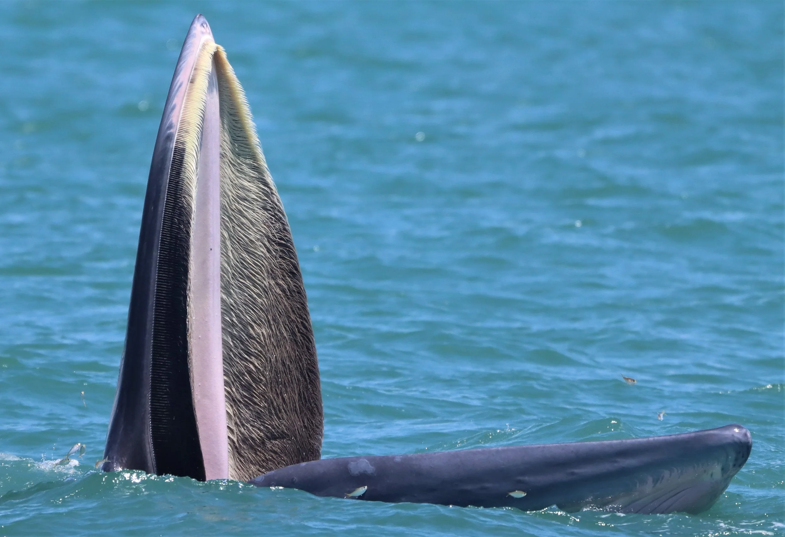 Balaenoptera brydei edeni - EDEN'S (BRYDE'S) WHALE - NEAR PETCHABURI LAUNCH FROM BAN PAK KHLONG PRAMONG THAILAND (489).jpg
