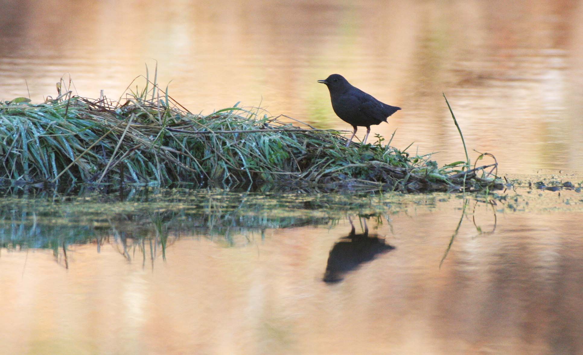 American dipper (Cinclus mexicanus) Hoh Rainforest Washington State (33).JPG