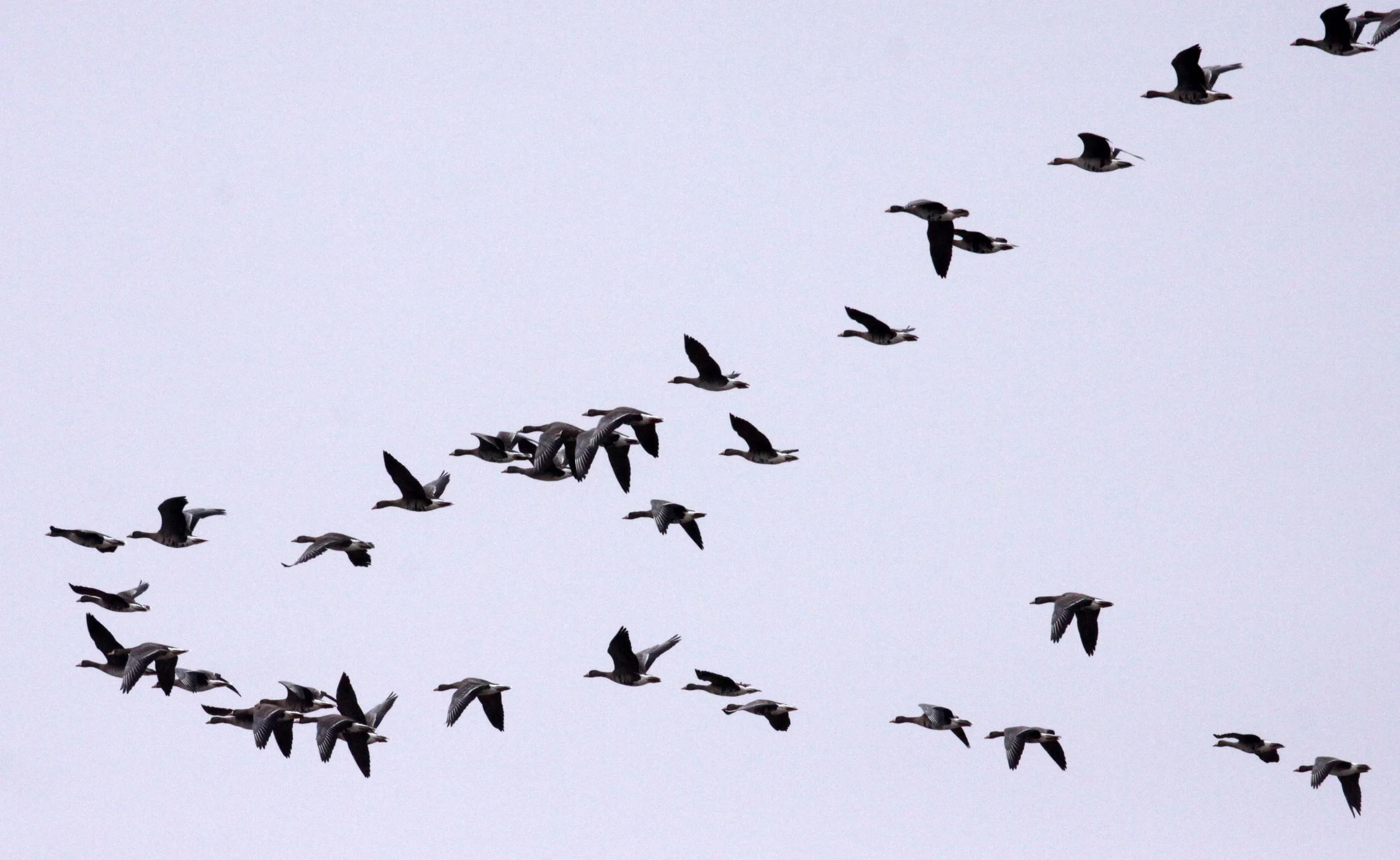 GOOSE - GREATER WHITE FRONTED - Anser albifrons - YANCHENG CHINA (5).JPG