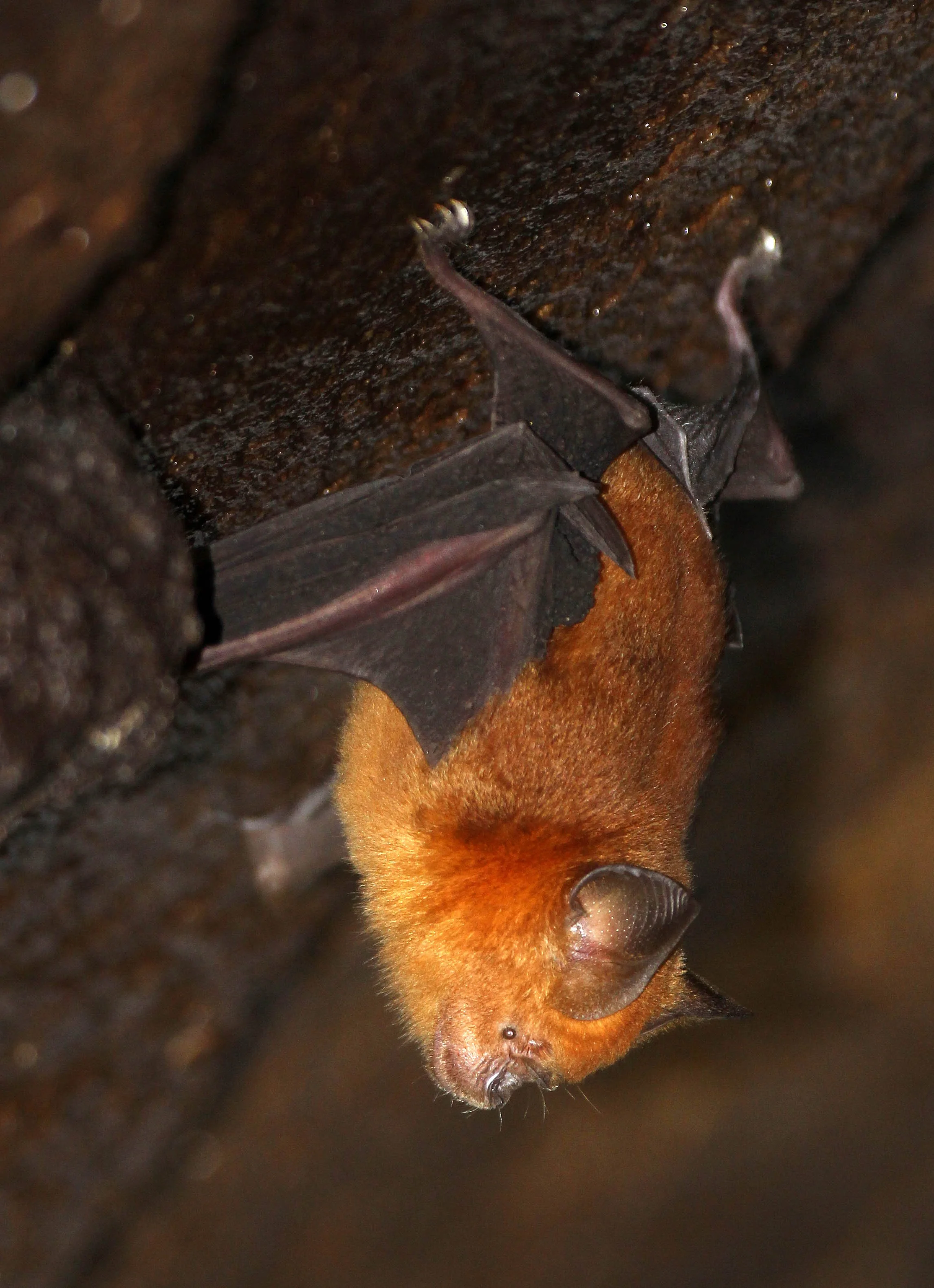 Hipposideros speoris - SCHNEIDER'S ROUNDLEAF BAT - SIGIRIYA FOREST AREA SRI LANKA (8).JPG