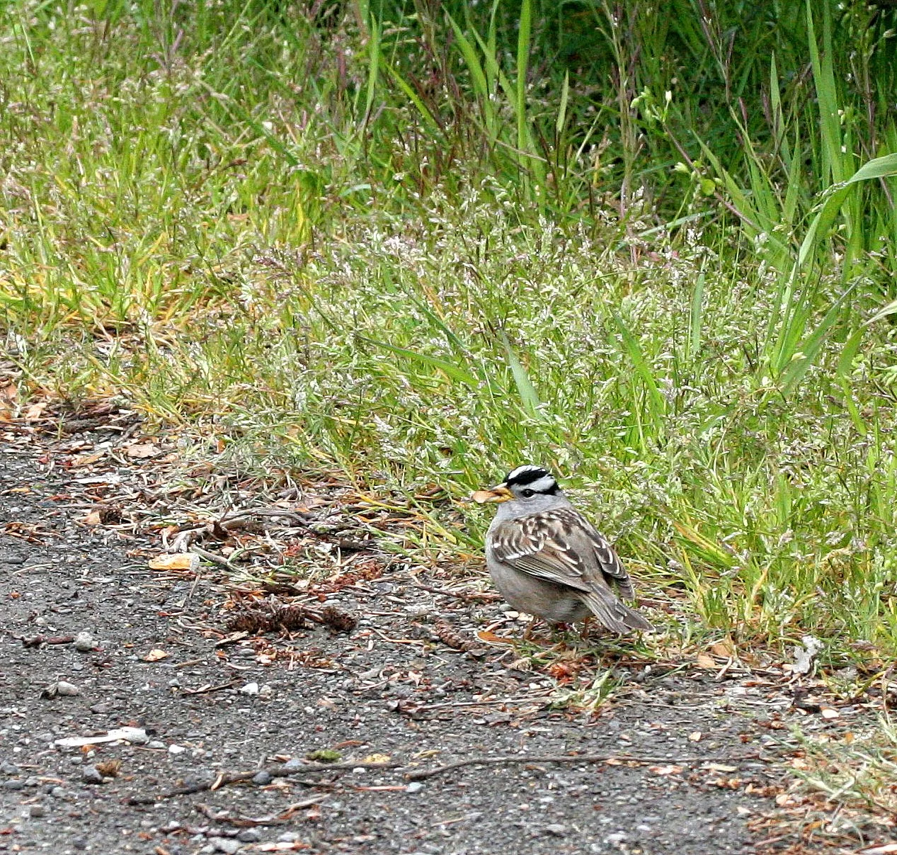 White-crowned Sparrow (Zonotrichia leucophrys) Crescent Lake Washington.JPG