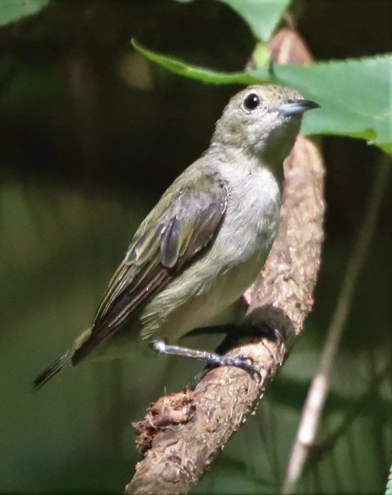 FLOWERPECKER - PLAIN FLOWERPECKER - Dicaeum minullum - DOI ANG KANG CHIANG MAI (21).jpg