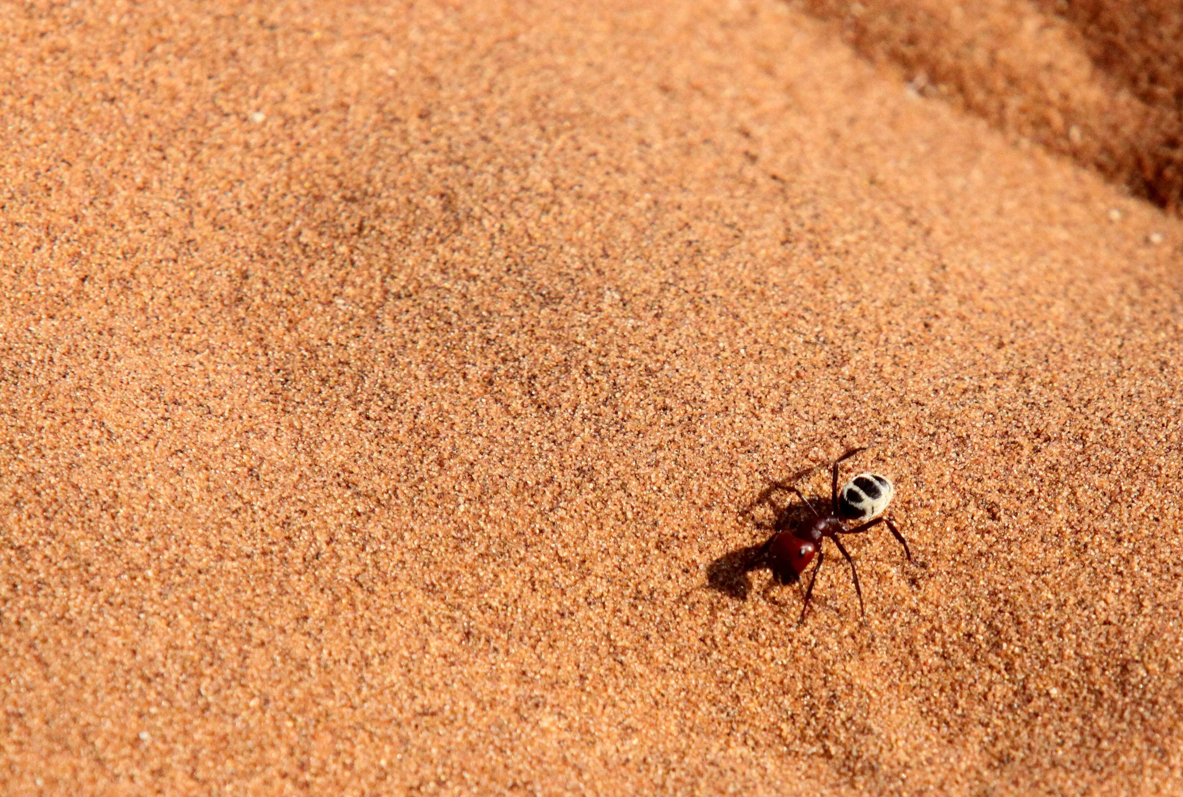 Formicidae - species 27 - Sossusvlei Namib Naukluft NP, Namibia