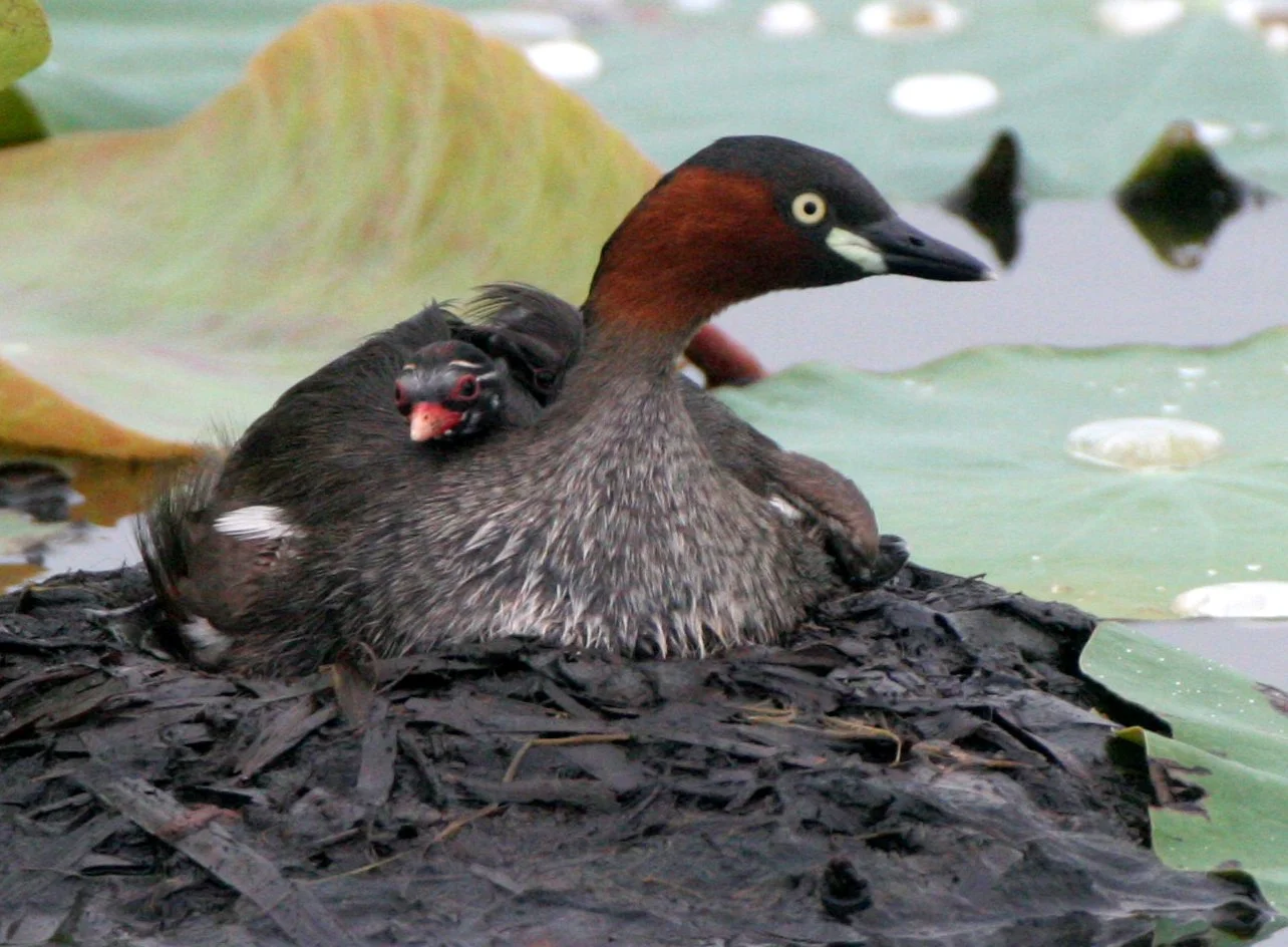 Little Grebe (Tachybaptus ruficollis) Bueng Boraphet Wetlands Nakhon Sawan Thailand (61).JPG
