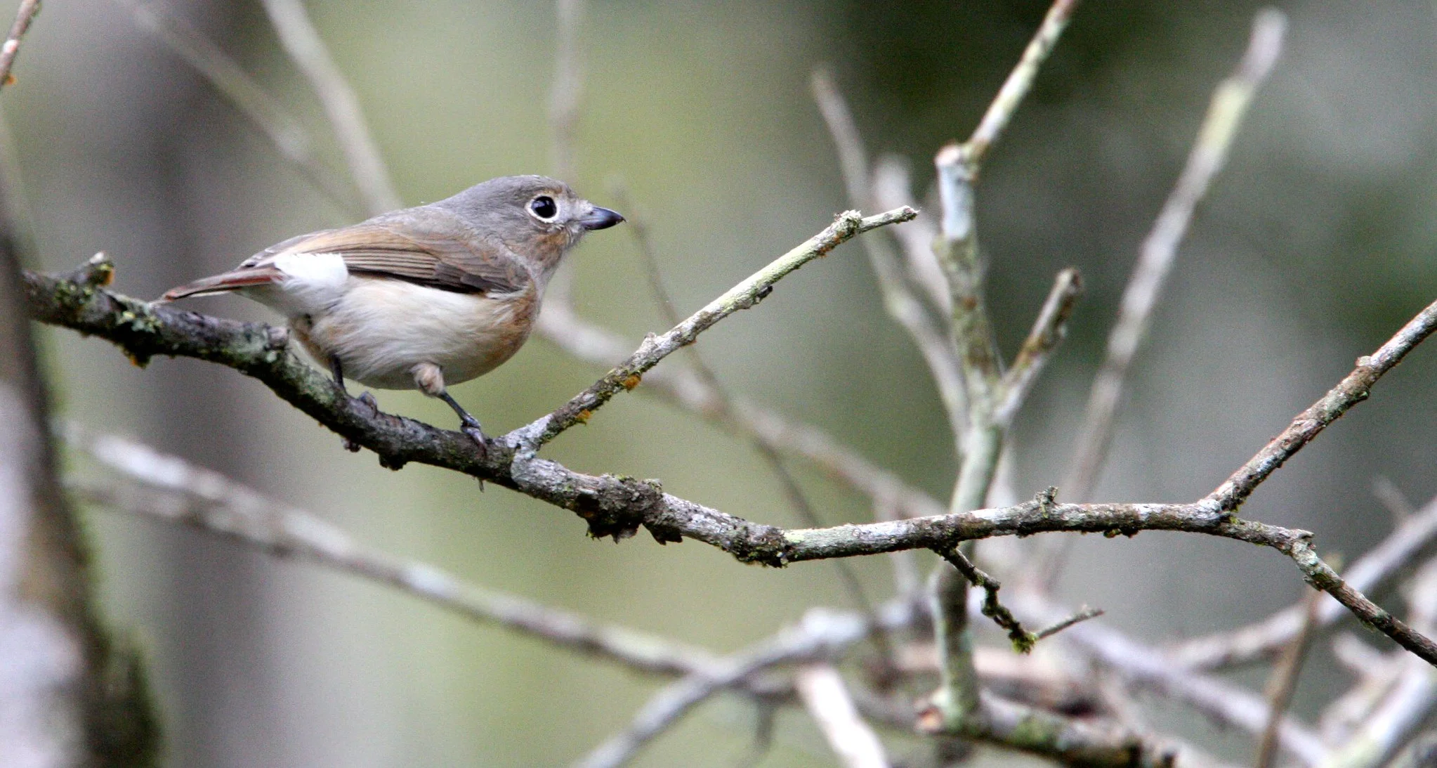 Calicalicus madagascariensis - Red-tailed Vanga - Mantadia NP, Madagascar (3).JPG