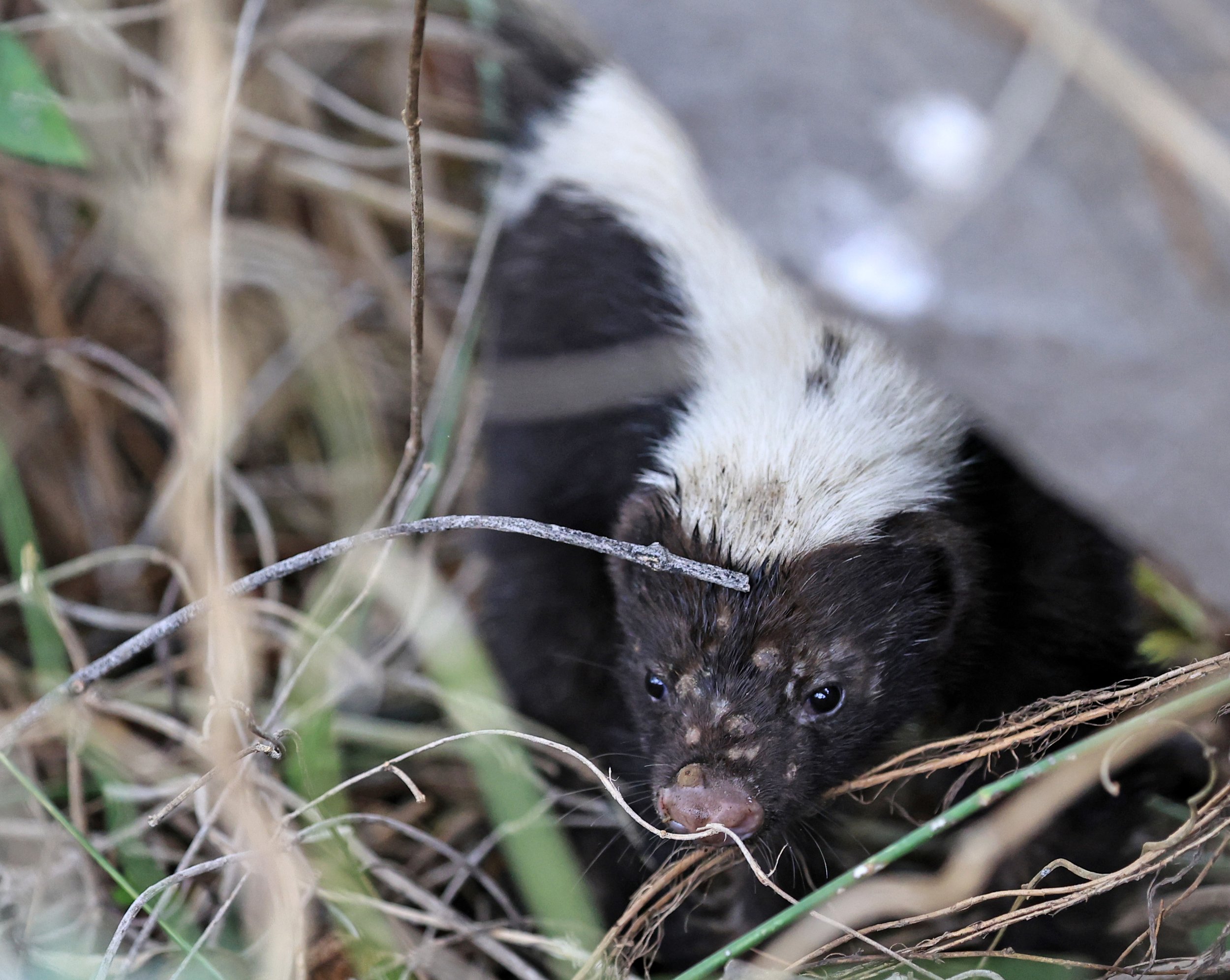 Molina's Hog-nosed Skunk (Conepatus chinga) Estancia Campo'i Paraguay  (32).jpg