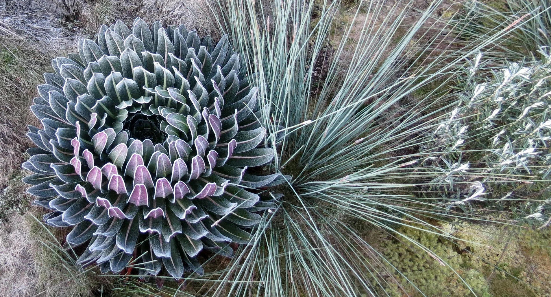 RWENZORI NATIONAL PARK UGANDA (243).JPG