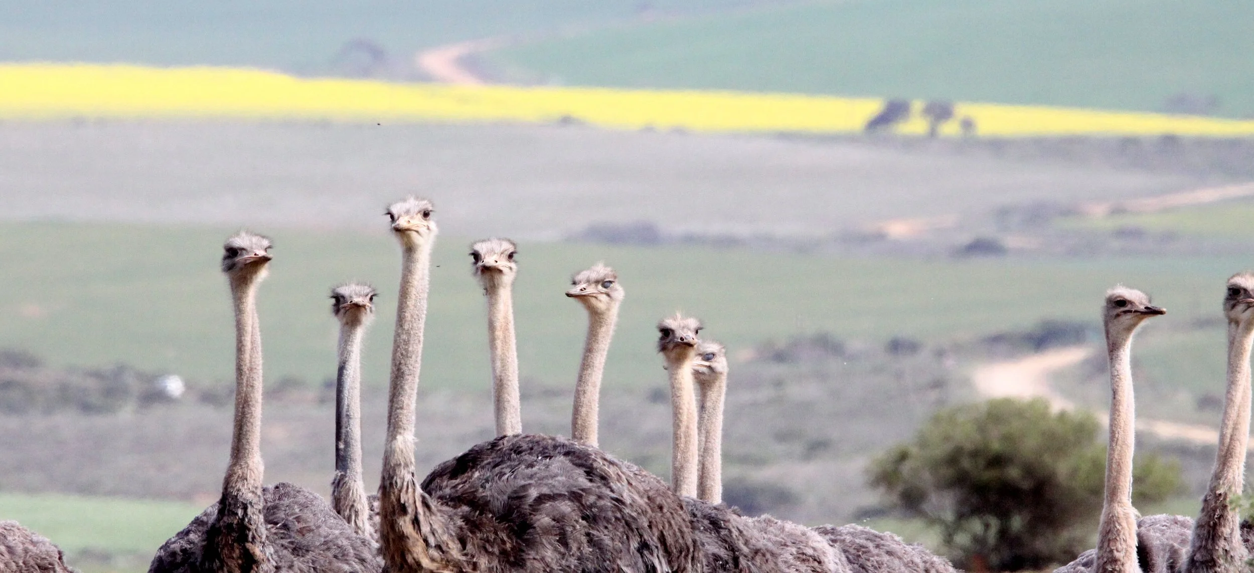 Struthio camelus australis - SOUTH AFRICAN OSTRICH - ALONG GARDEN ROUTE SOUTH AFRICA.JPG