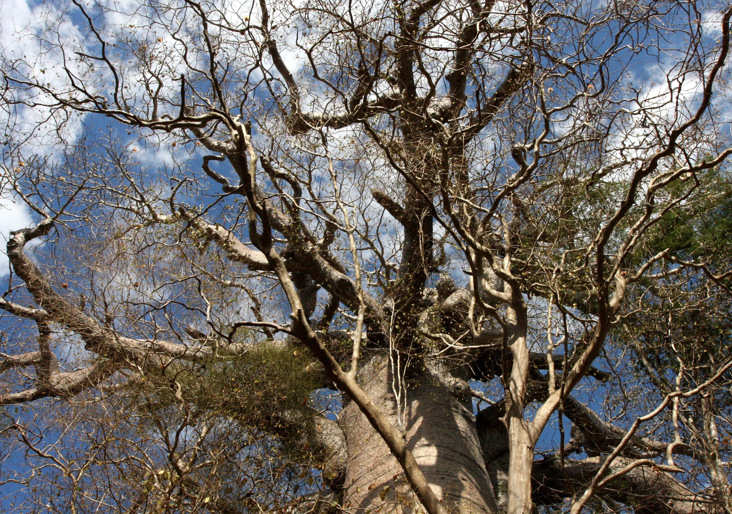 PLANT - BAOBAB - ADANSONIA ZA - KIRINDY NATIONAL PARK MADAGASCAR (5).JPG