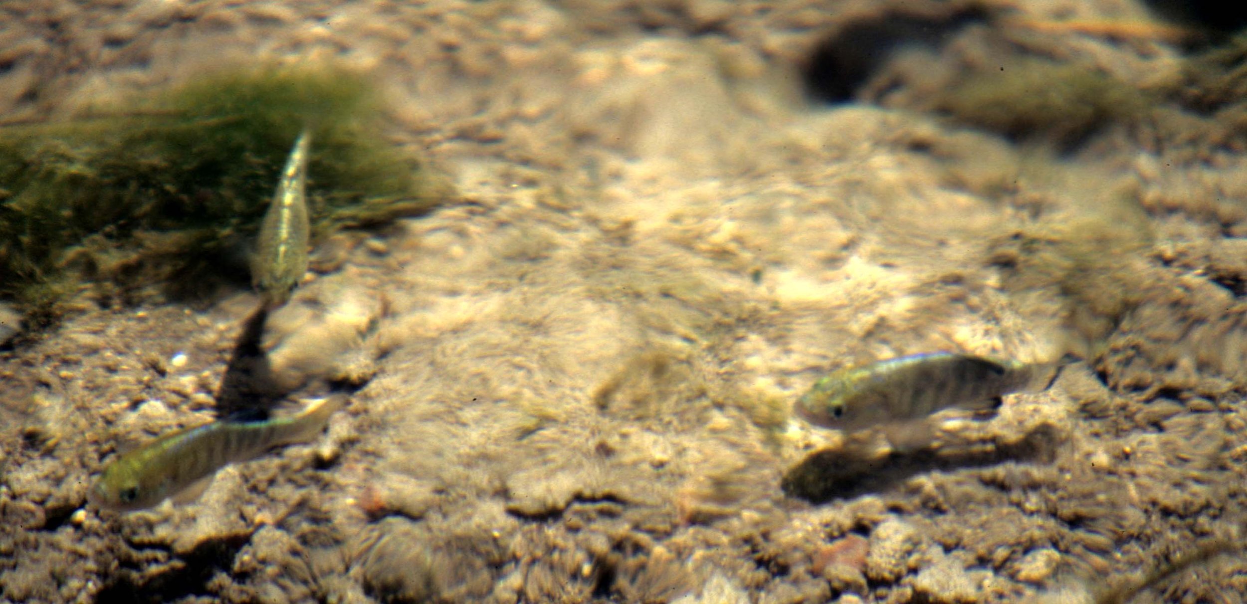 Family Cyprinodontidae - Pupfish — Coke Smith Wildlife