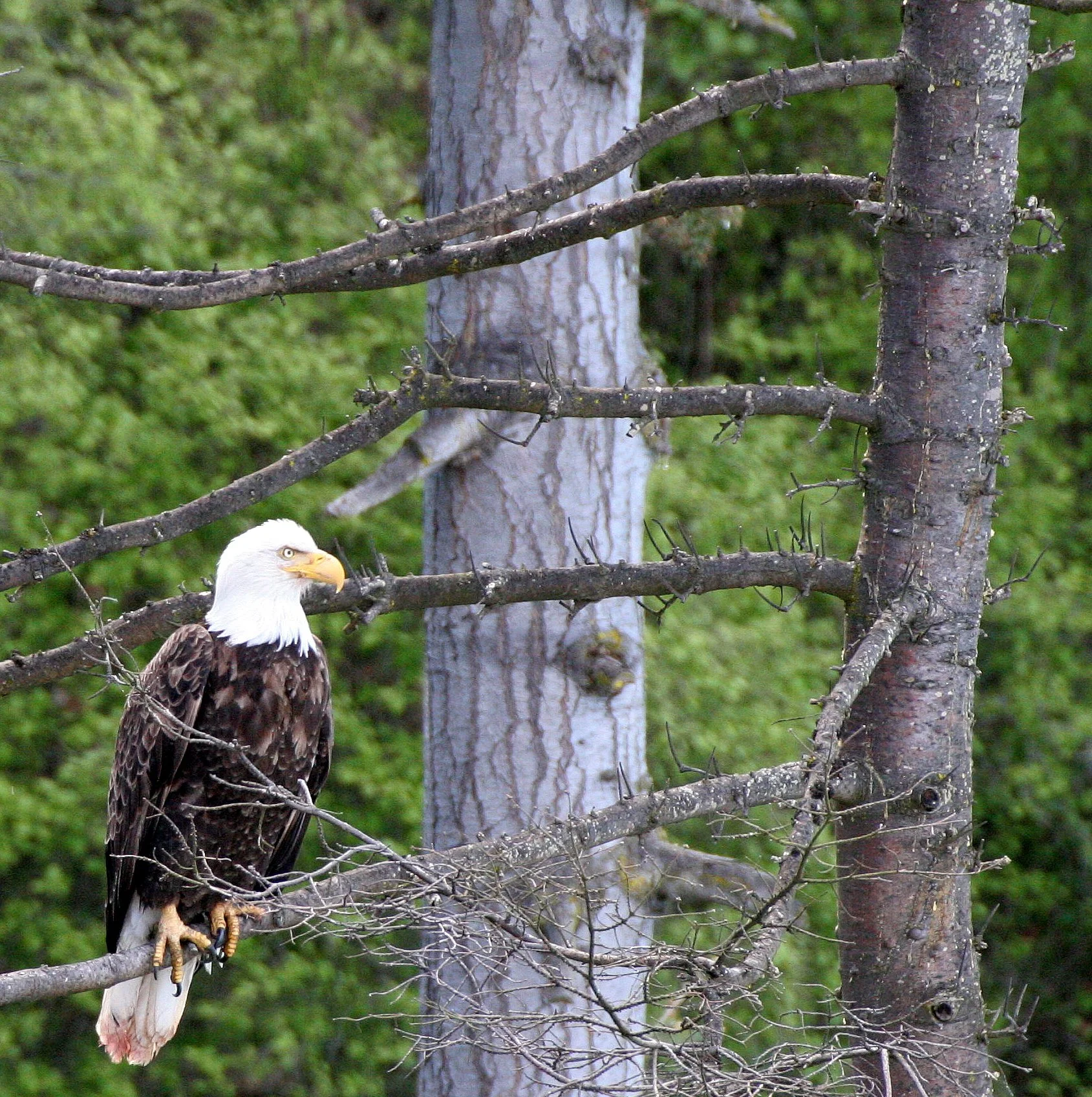 Haliaeetus leucocephalus - AMERICAN BALD EAGLE - LAKE FARM BLUFFS WASHINGTON (197).JPG