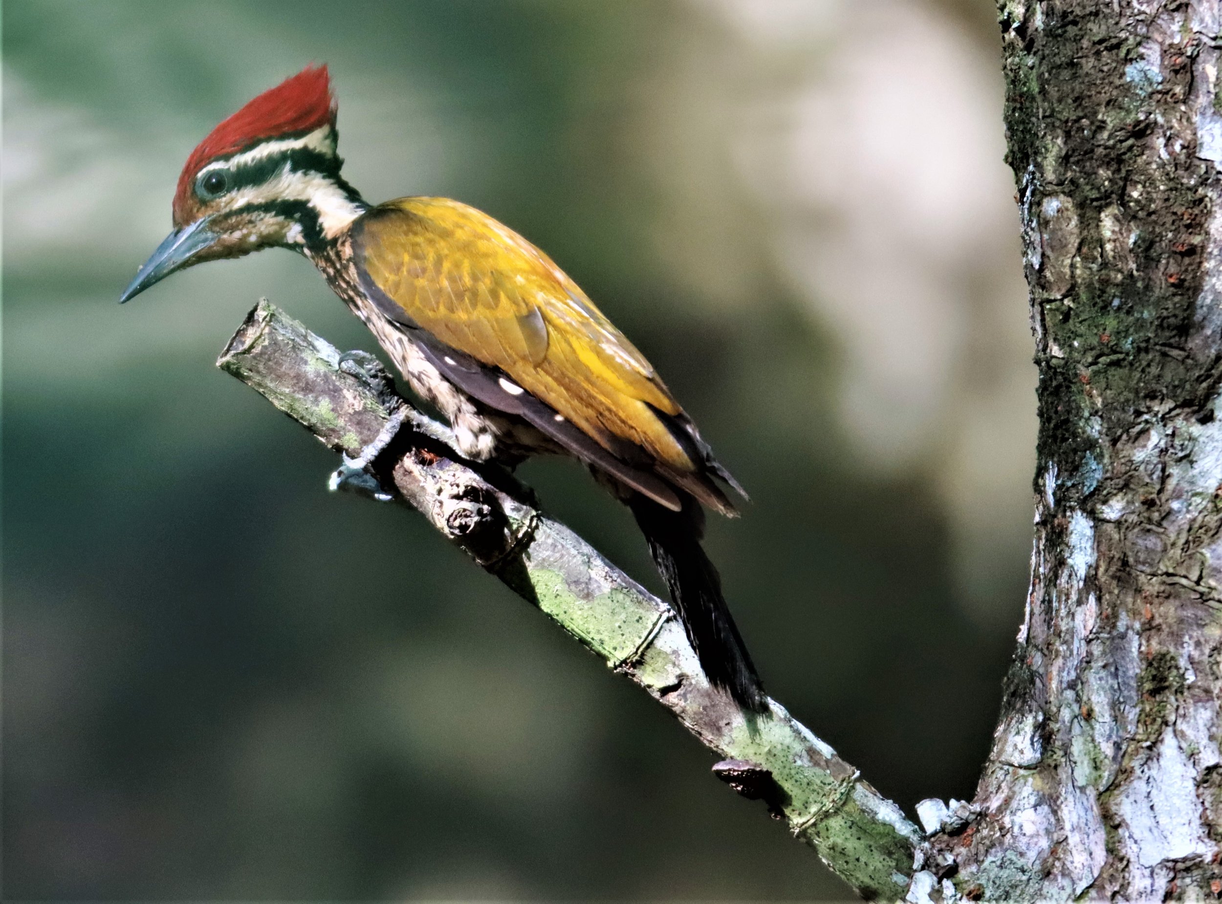 WOODPECKER - COMMON FLAMEBACK - Dinopium javenense - AO PHANG NGA NATIONAL PARK AREA (23).jpg