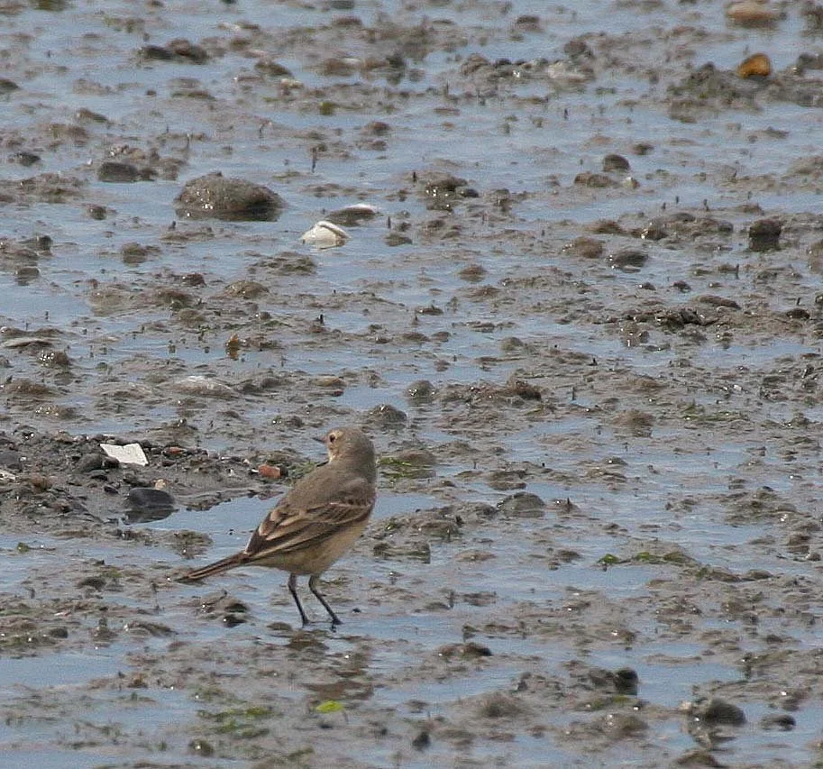 BIRD - PIPIT - AMERICAN PIPIT - CLINE SPIT DUNGENESS HARBOR SEQUIM WA.jpg
